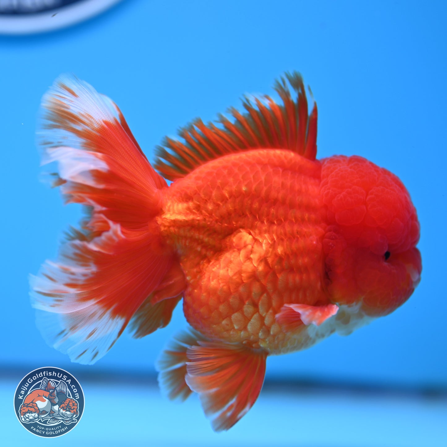 Red White Rose Tail Oranda 3.5 inches Body - Male (250314_OR04)
