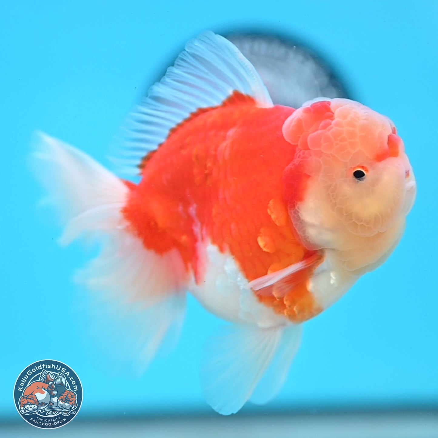 Sakura Rose Tail Oranda 3.5 inches Body - Male (250214_OR04)