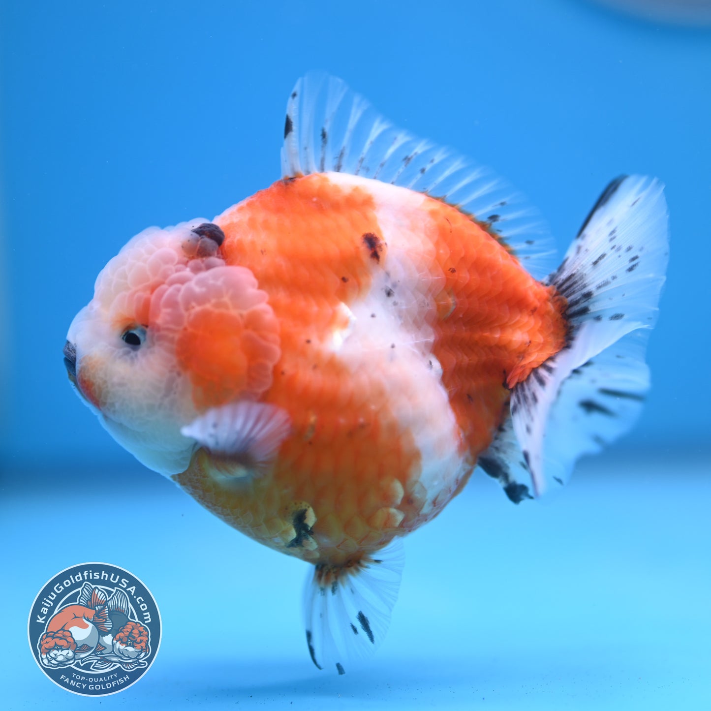 Shogun Tricolor Sakura Oranda 3.8 inches Body (250606_OR04)