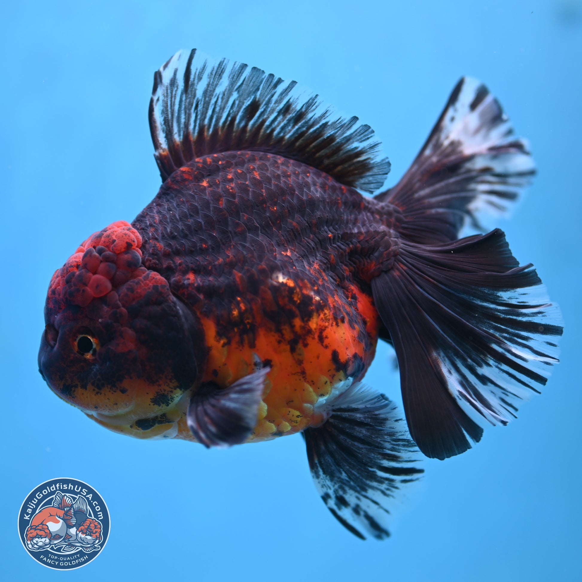 Red Kirin Rose Tail Oranda 6 inches - Male (241115_OR04) - Kaiju Goldfish USA