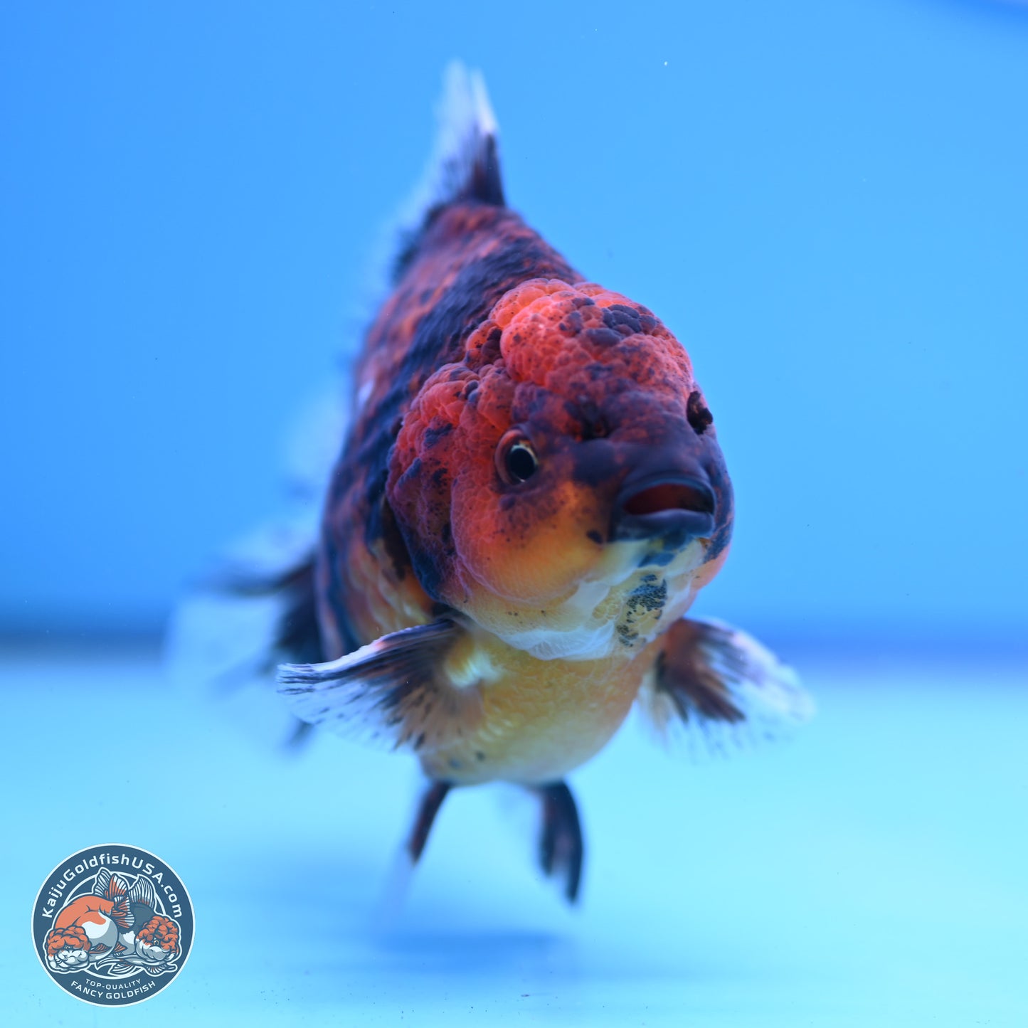 Shogun Tiger Oranda 3.75-4.5 inches (241004_OR04) - Kaiju Goldfish USA