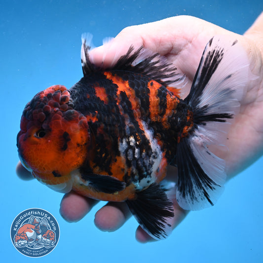 Tiger Oranda 4 inch Body (250926_OR04) - READ DESCRIPTION