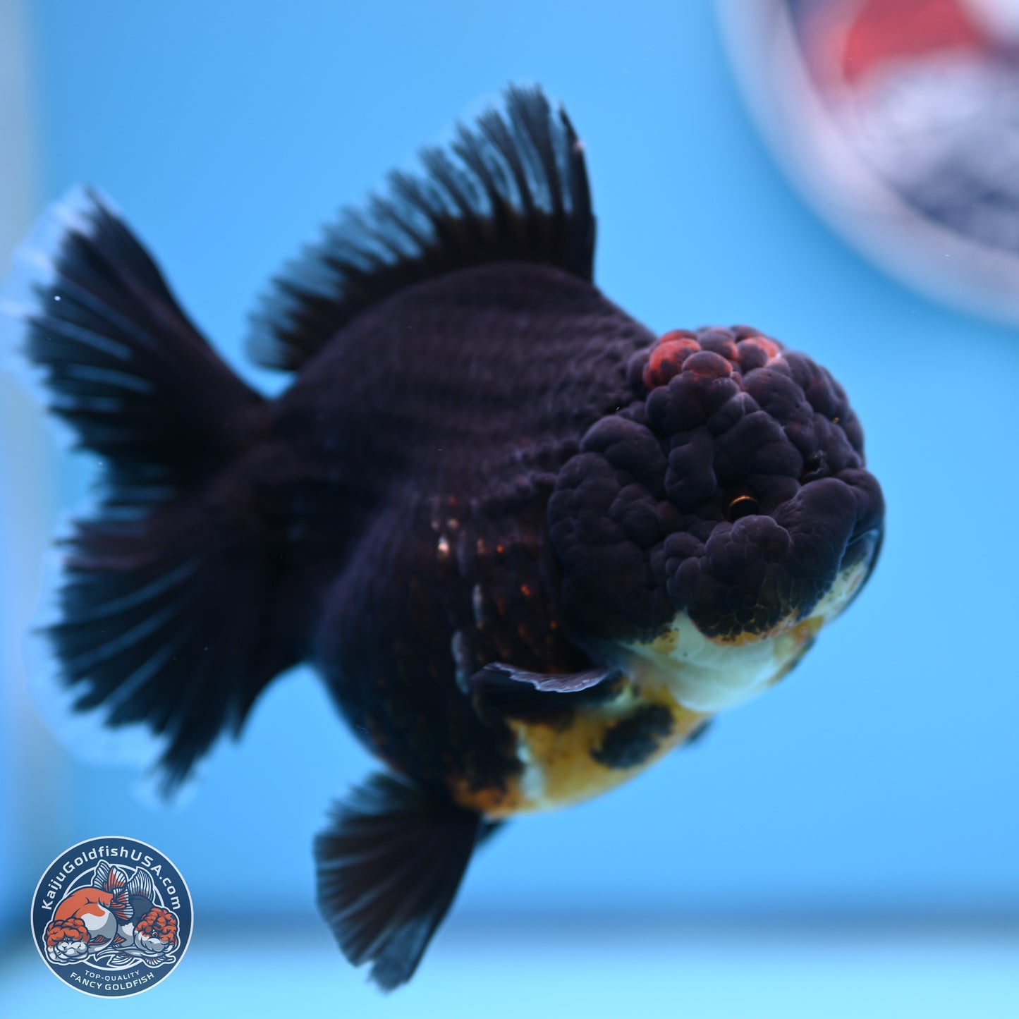 Kirin Rose Tail Oranda 4.5 inches (241101_OR04) - Kaiju Goldfish USA