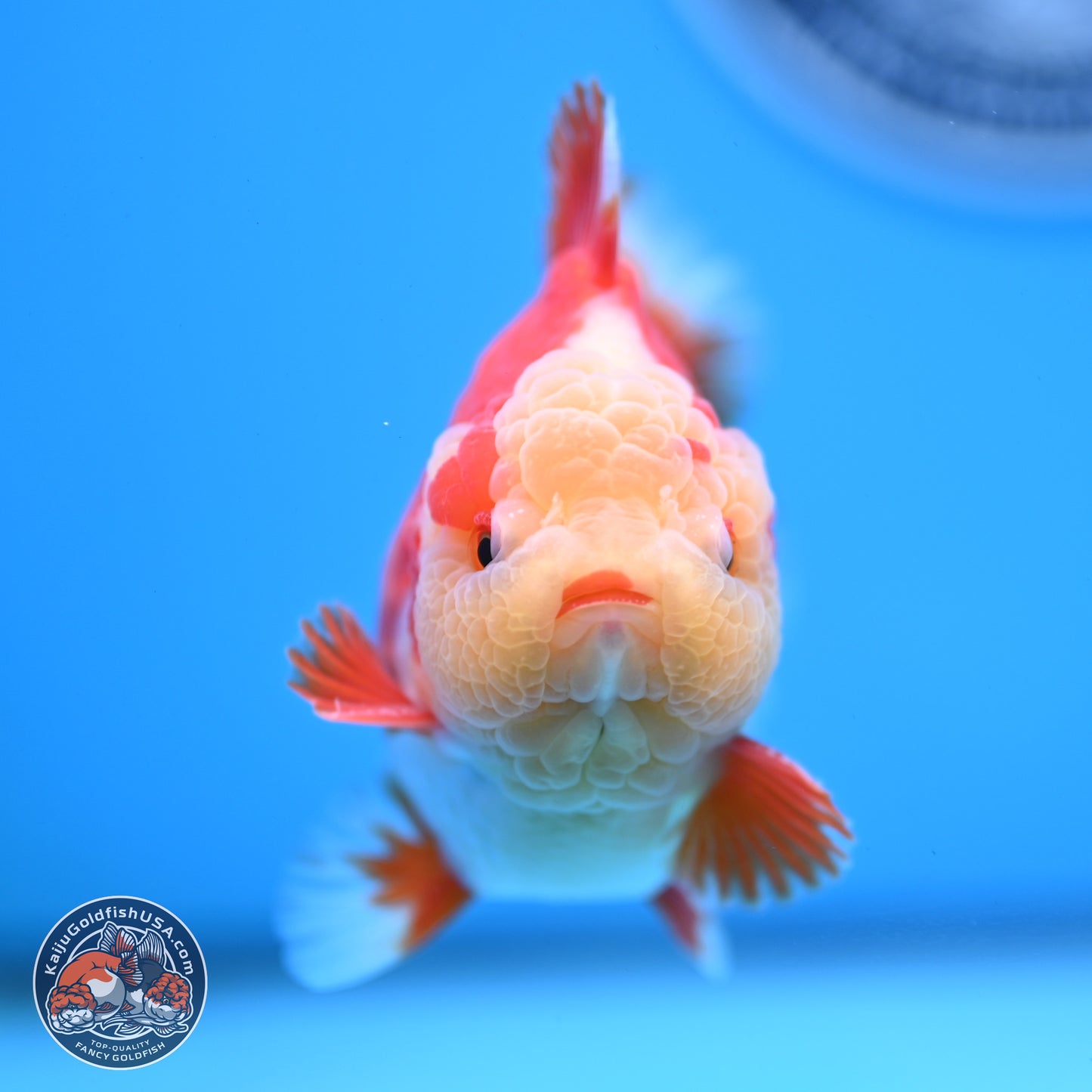 Jade Head Red White YuanBao Oranda 3.5 inches Body - Male (250228_OR04)