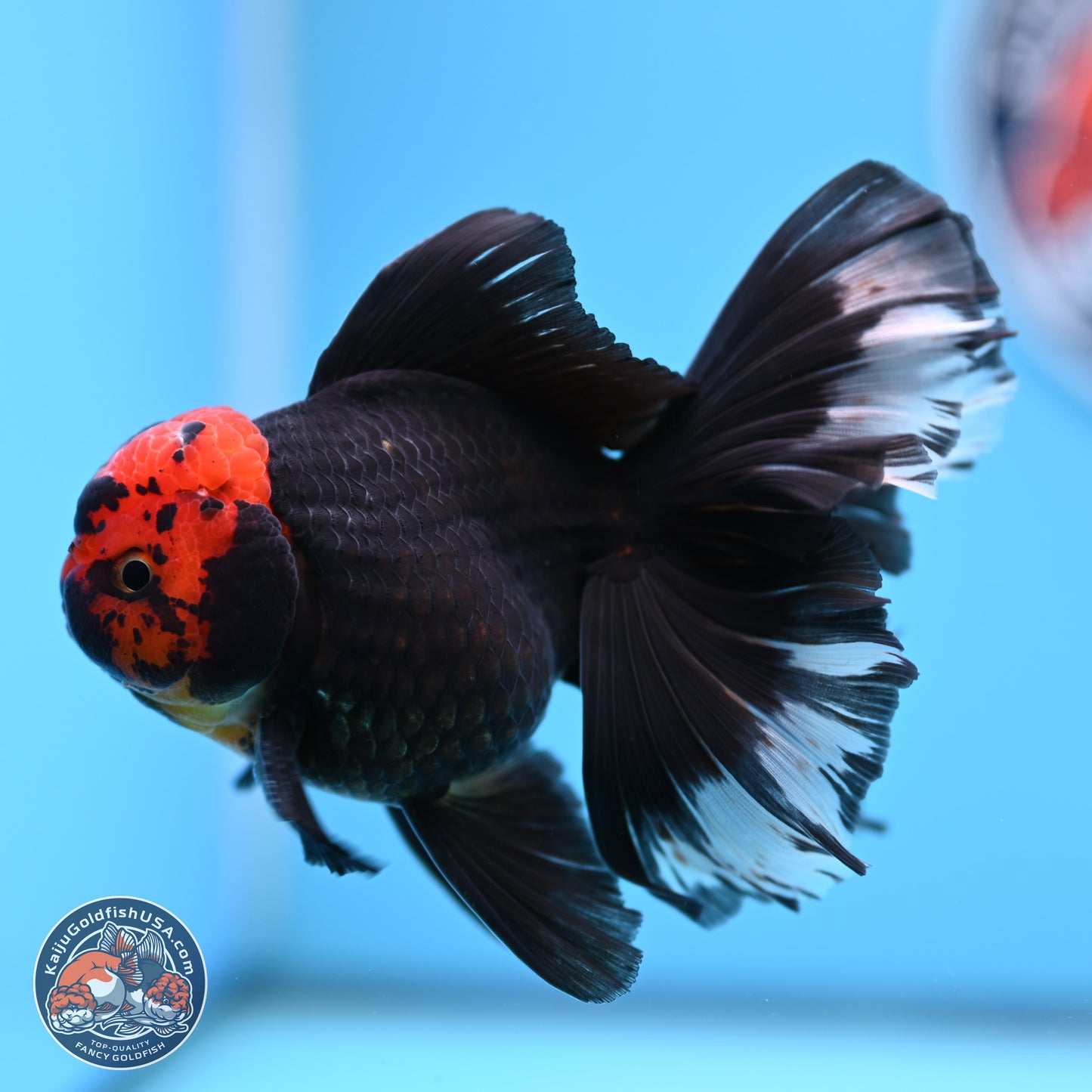 Red Head Black Body Orchid Tail Oranda 3.25in Body (240830_OR04) - Kaiju Goldfish USA