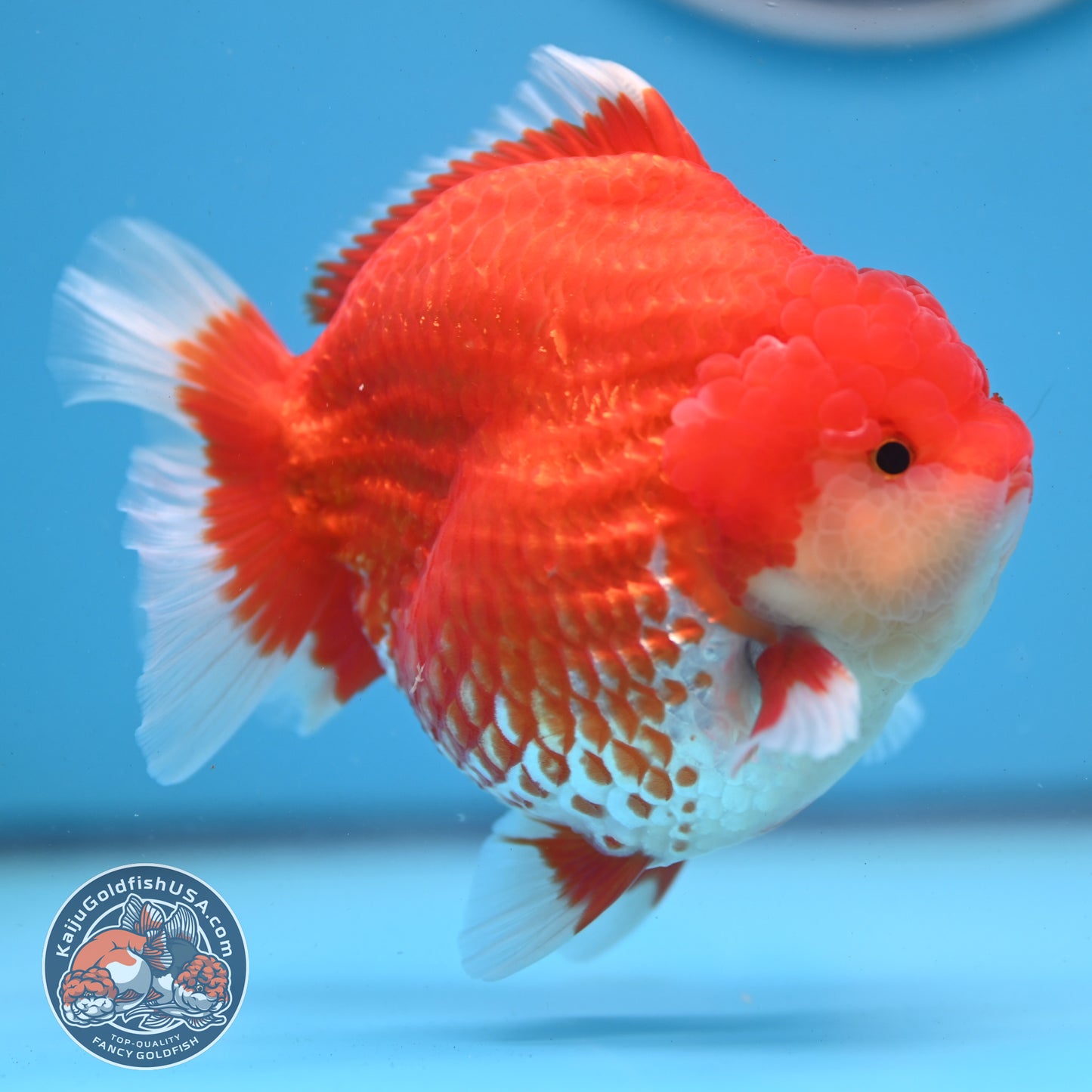 Red White YuanBao Oranda 4 inches Body (250509_OR04)