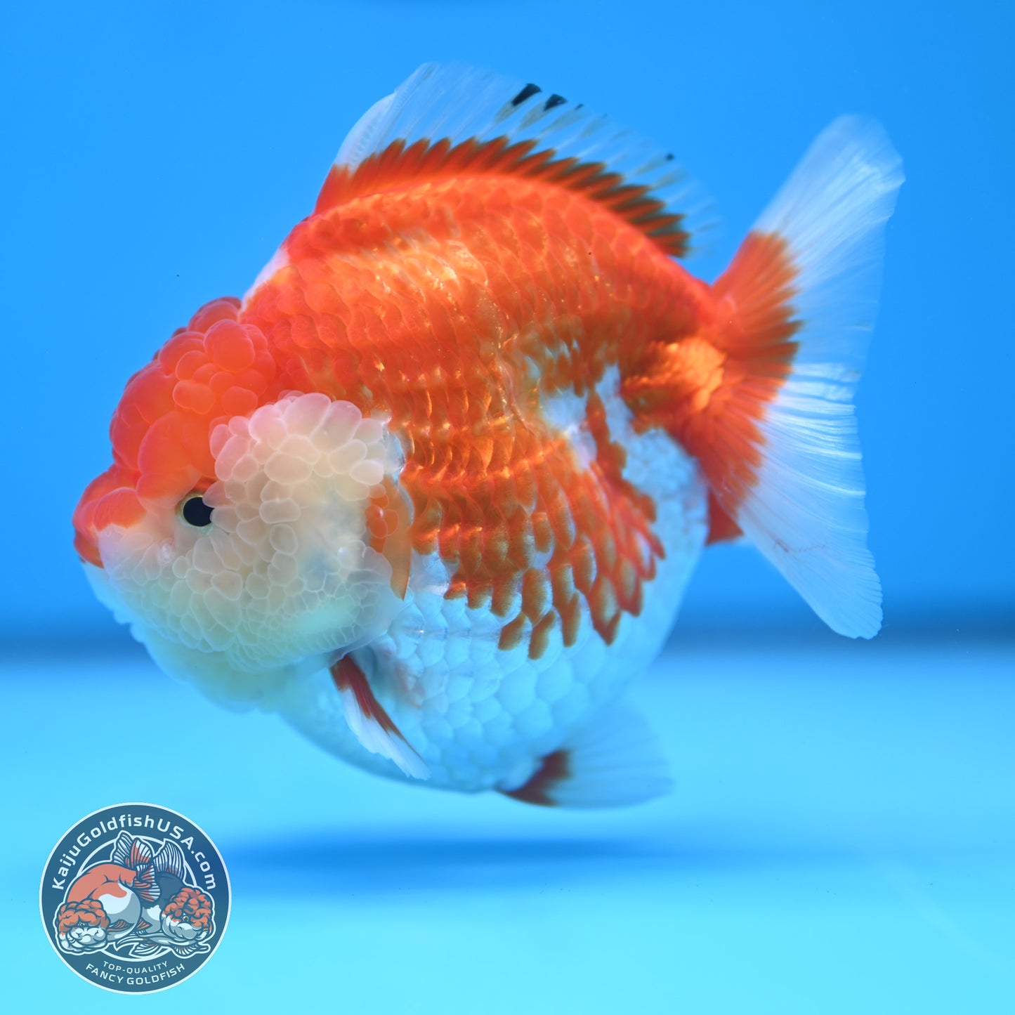 Red White Oranda 4 inches Body (250530_OR04)
