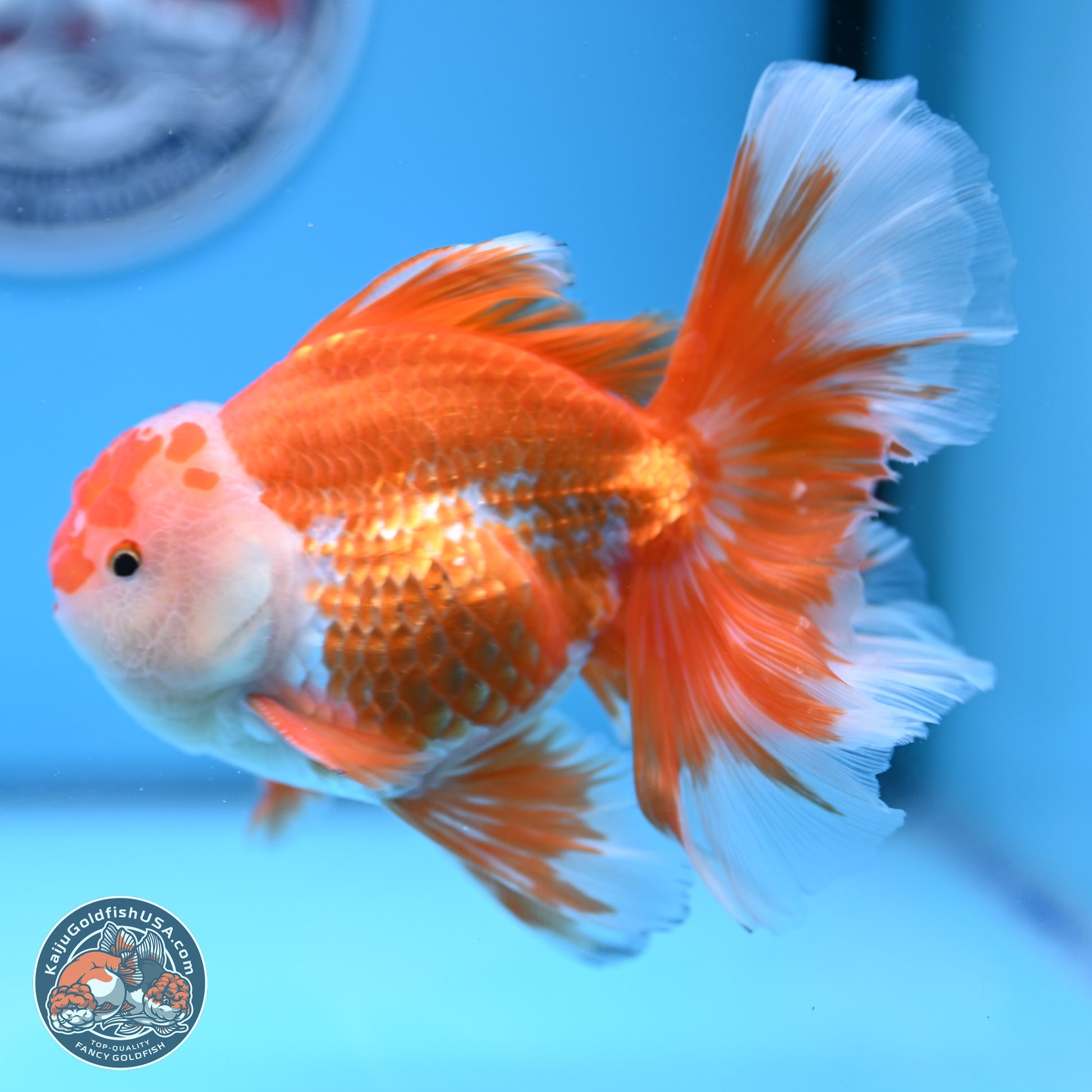 Red White Orchid Tail Oranda 4-6 inches (240906_OR04) - Kaiju Goldfish USA