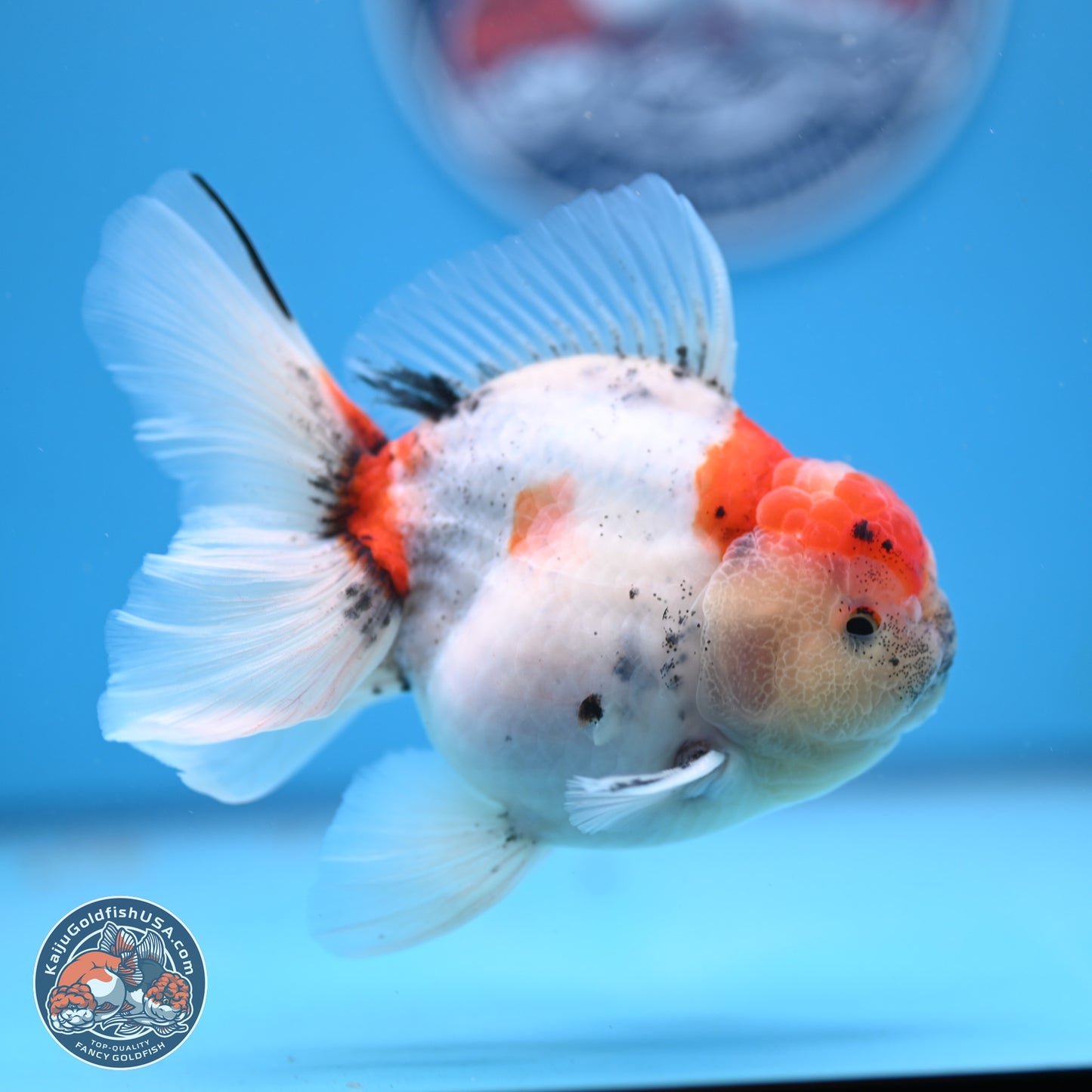 Calico Rose Tail Oranda 4-5 inches (240920_OR04) - Kaiju Goldfish USA