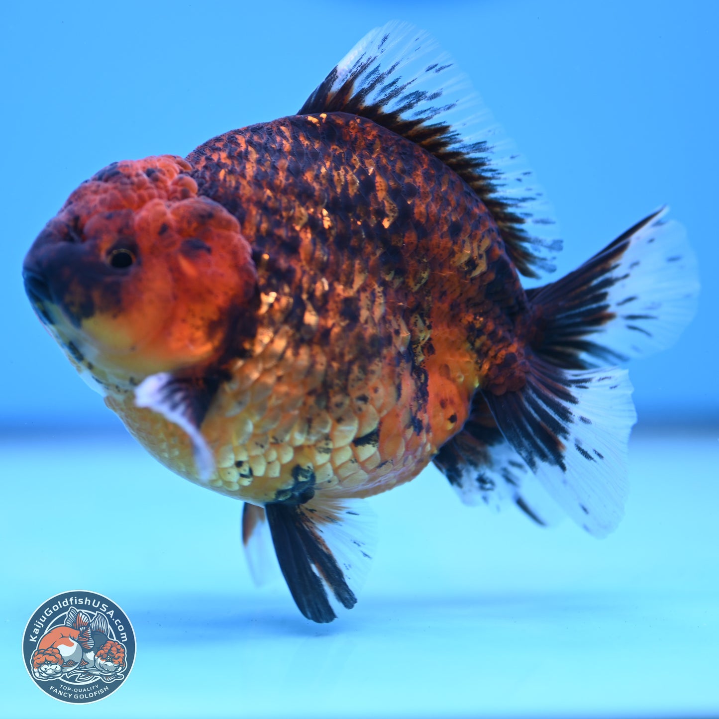 Shogun Tiger Oranda 3.75-4.5 inches (241004_OR04) - Kaiju Goldfish USA