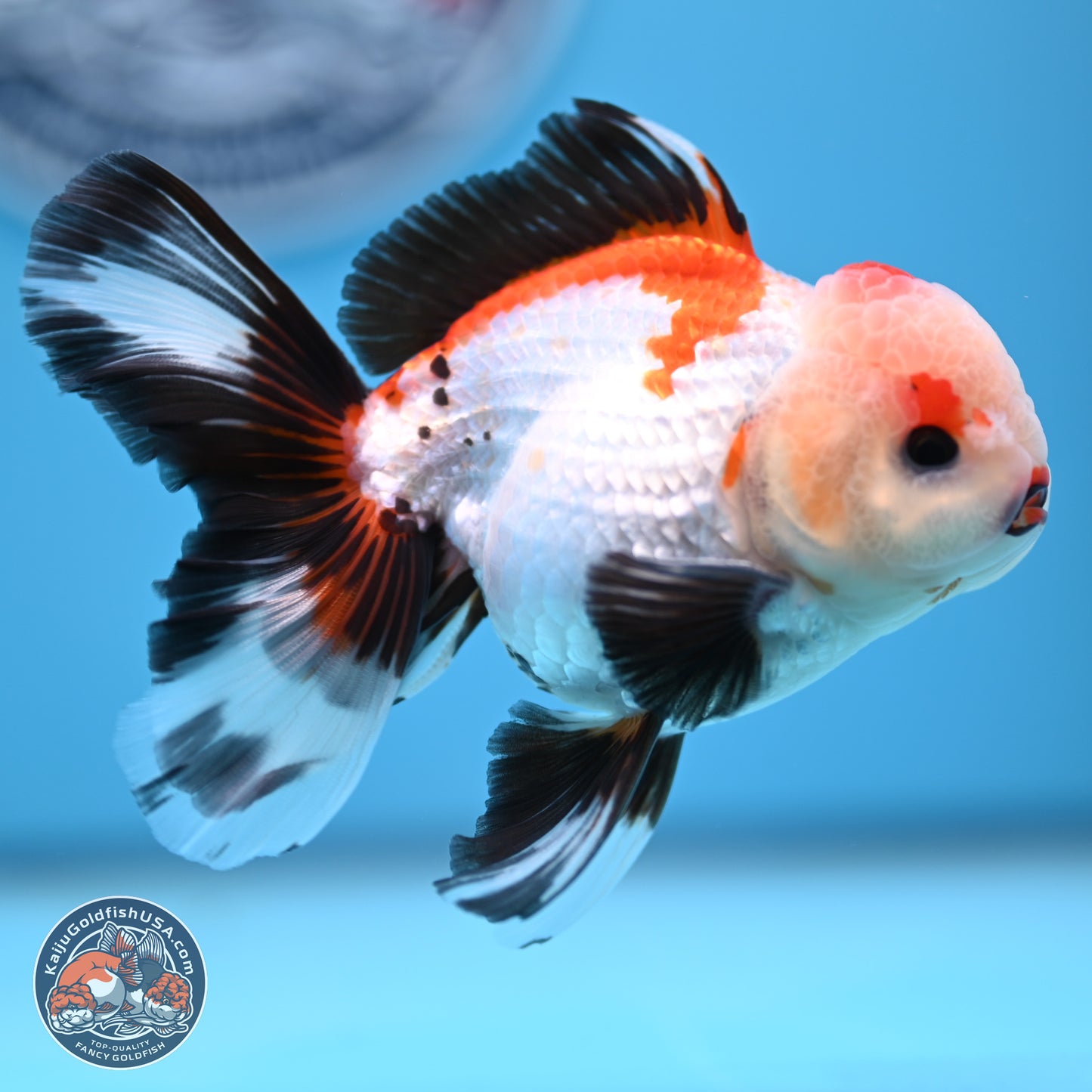 Tricolor Rose Tail Oranda 3.5in body (240809_OR04) - Kaiju Goldfish USA