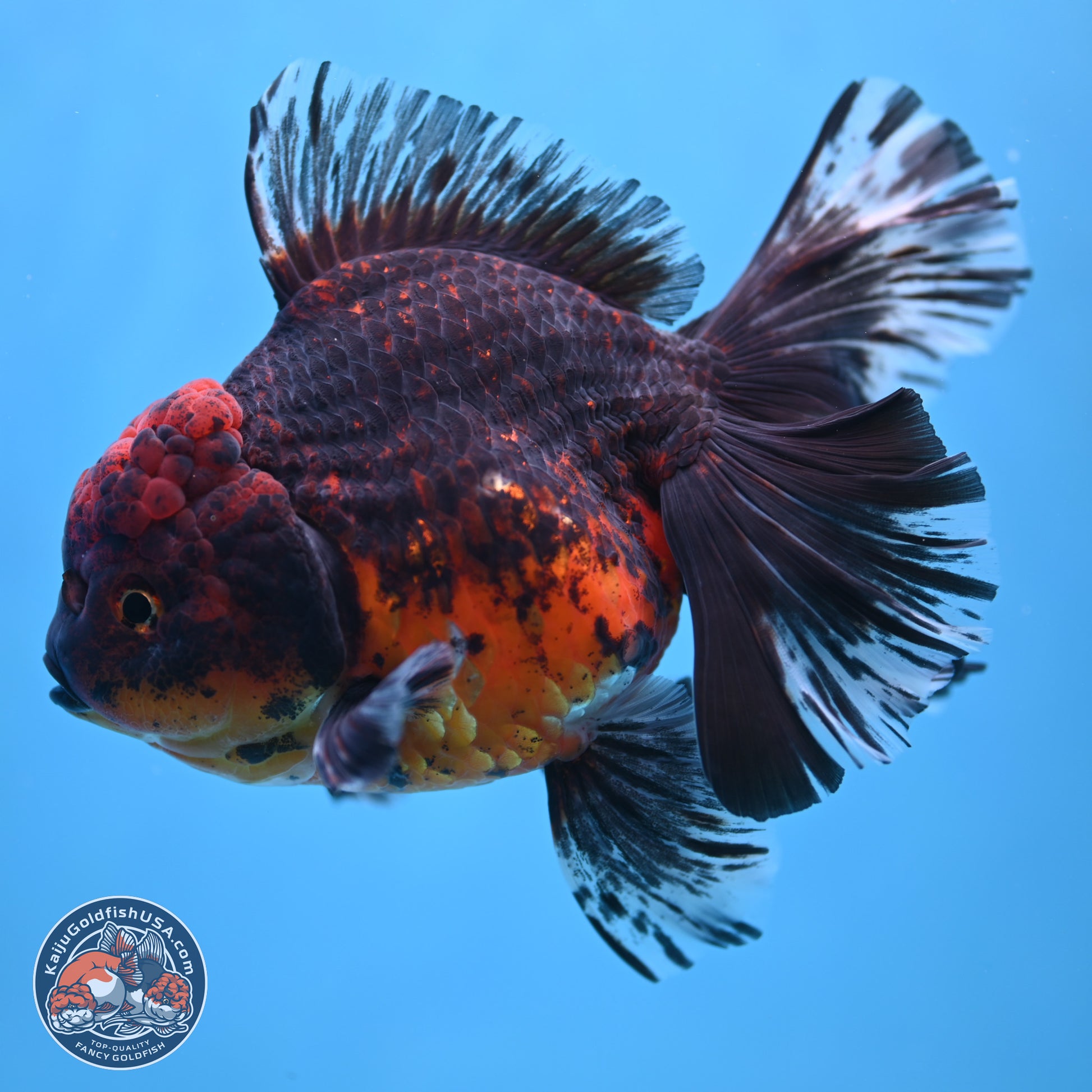 Red Kirin Rose Tail Oranda 6 inches - Male (241115_OR04) - Kaiju Goldfish USA