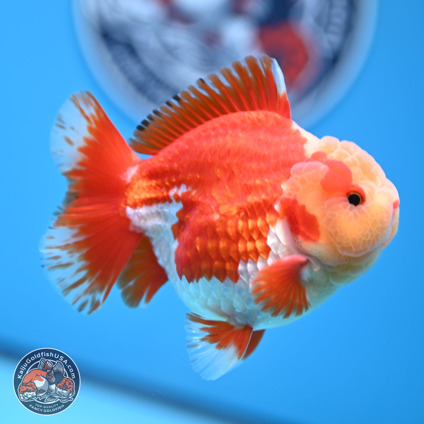 Jade Head Red White YuanBao Oranda 3.5 inches Body - Male (250228_OR04)