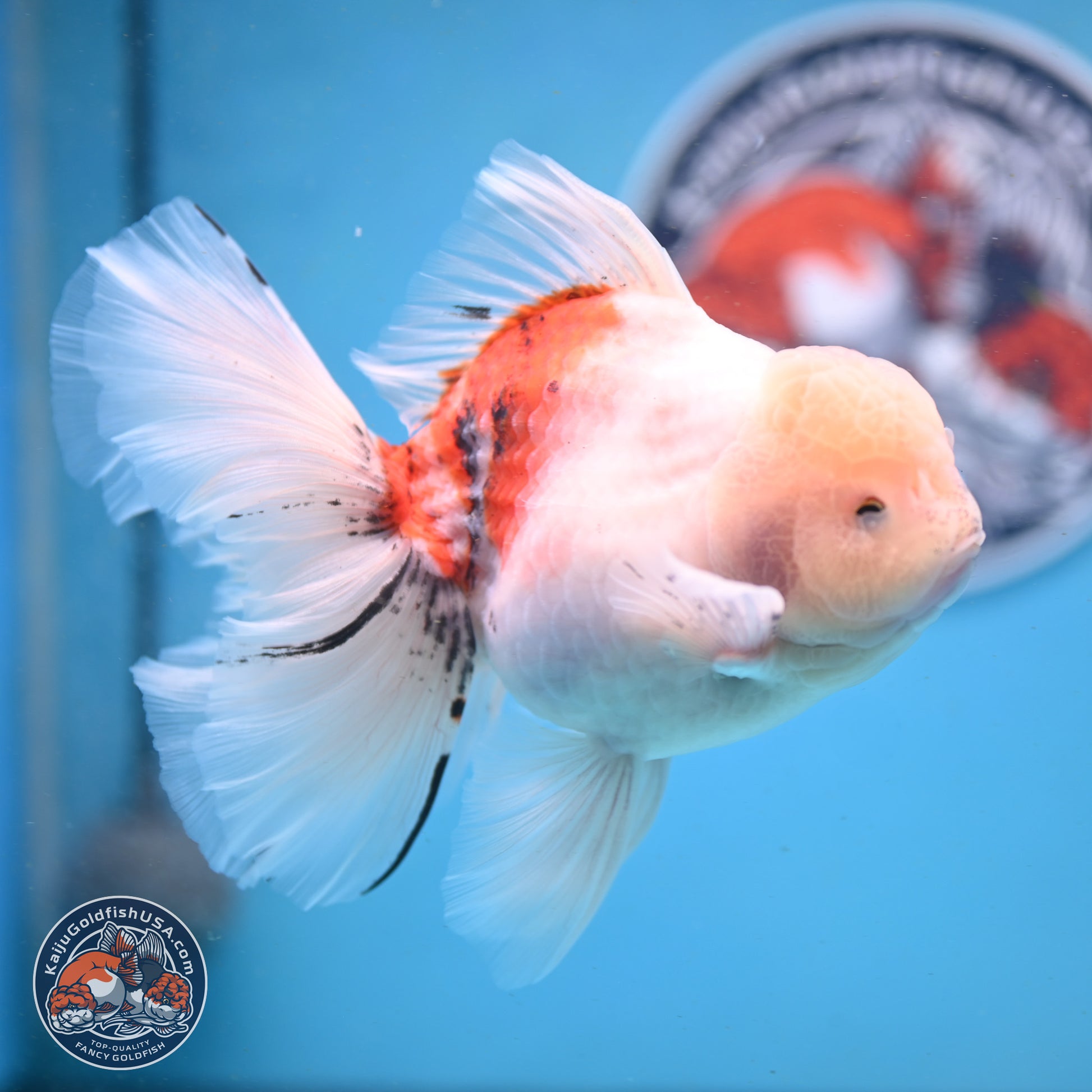 Calico Rose Tail Oranda 6 inches - Male (241122_OR04) - Kaiju Goldfish USA