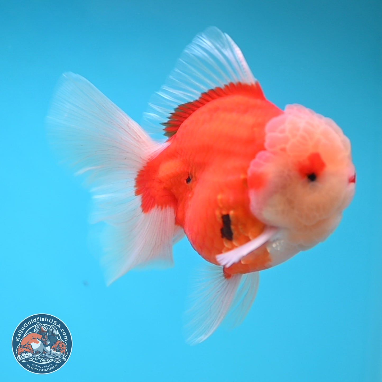 Sakura Rose Tail Oranda 3.5 inches Body - Male (250207_OR04)