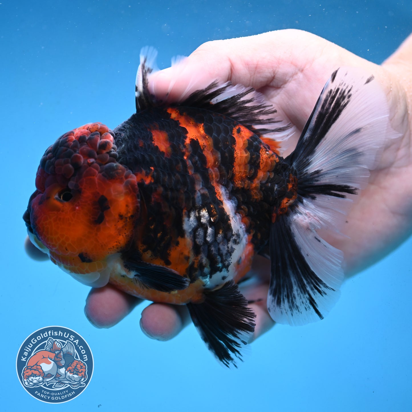 Tiger Oranda 4 inch Body (250926_OR04) - READ DESCRIPTION
