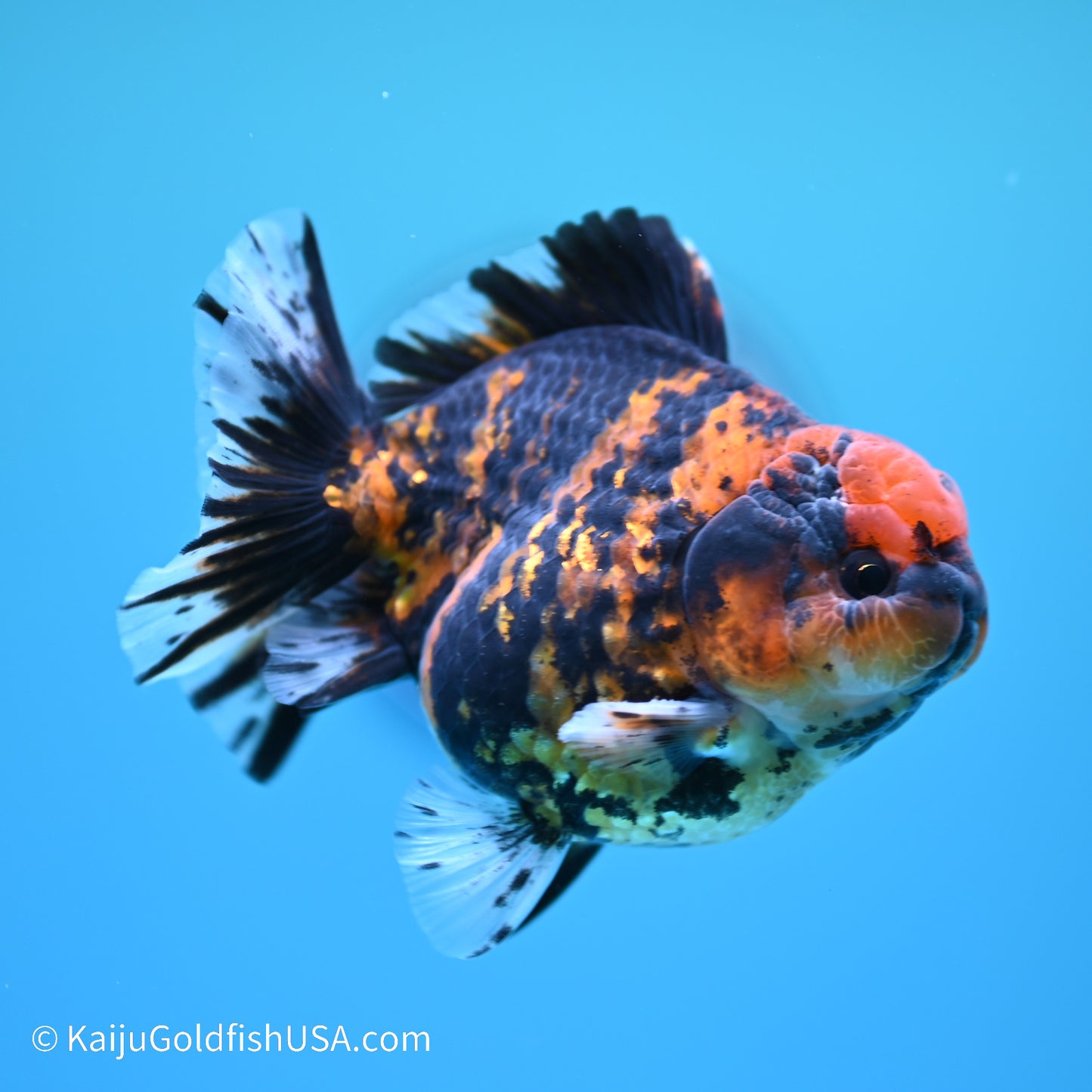 Tiger YuanBao Oranda 4 inches (240517_OR04) - Kaiju Goldfish USA