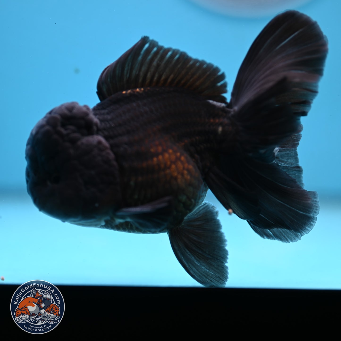 Black Rose Tail Oranda 3.75 inches Body - Male (250103_OR04) - Kaiju Goldfish USA