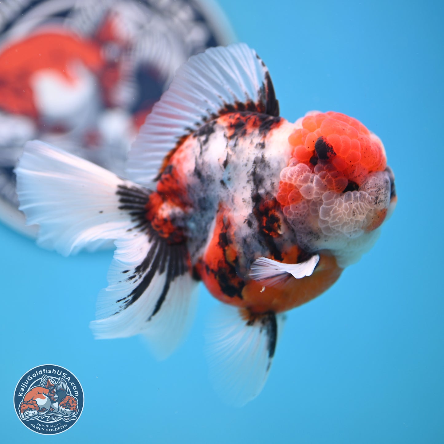 Tricolor Tiger Rose Tail Oranda 3.5 inches Body - Male (250404_OR04)