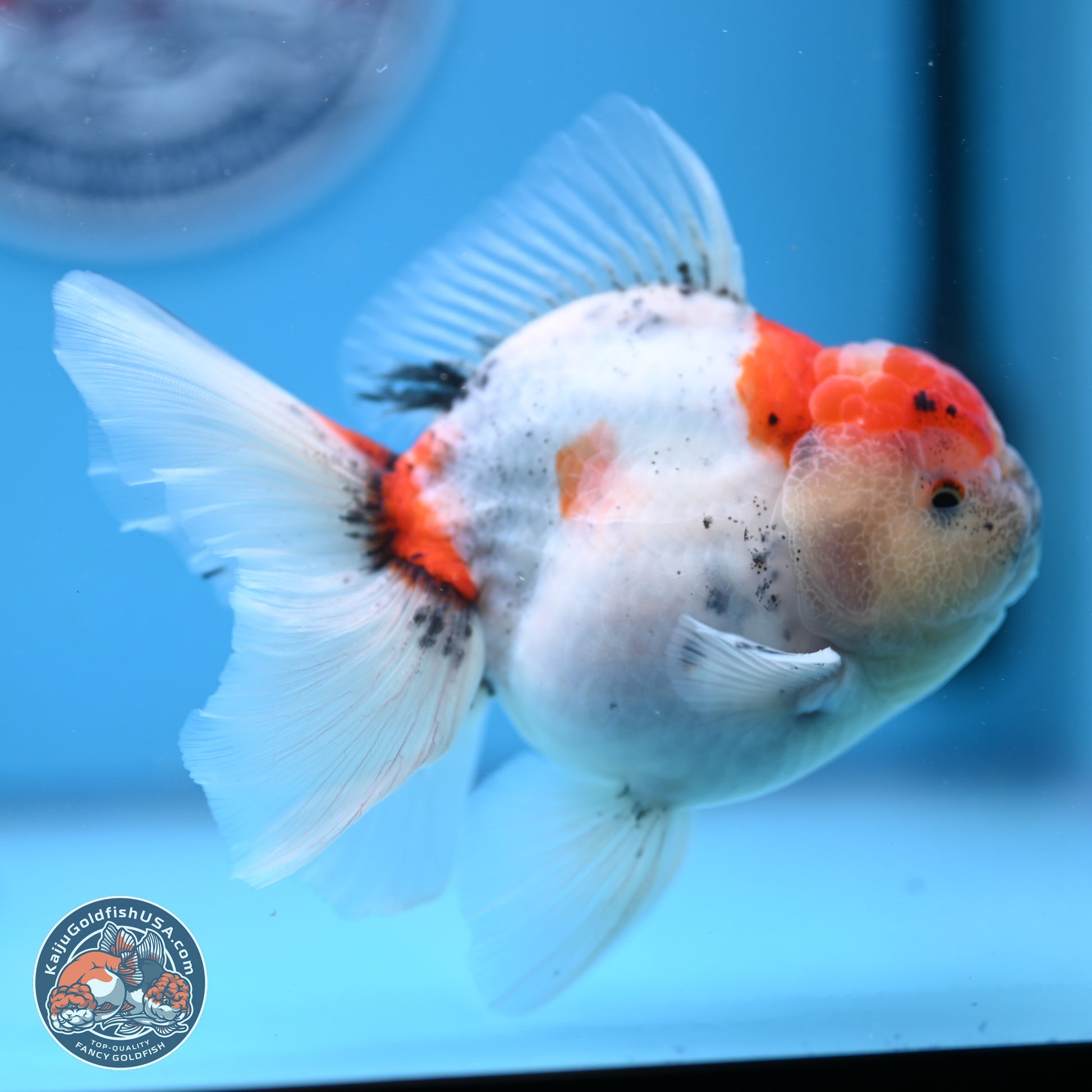 Calico Rose Tail Oranda 4-5 inches (240920_OR04) - Kaiju Goldfish USA