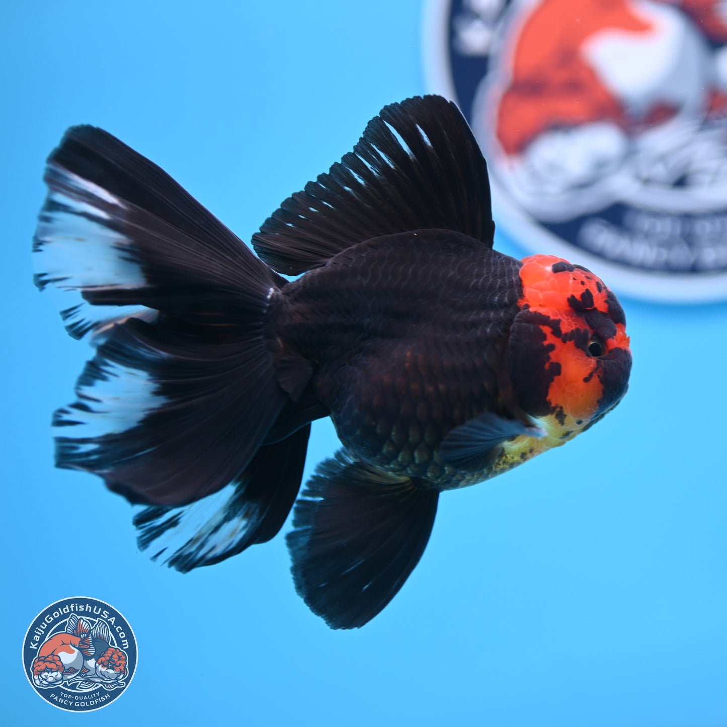 Red Head Black Body Orchid Tail Oranda 3.25in Body (240830_OR04) - Kaiju Goldfish USA