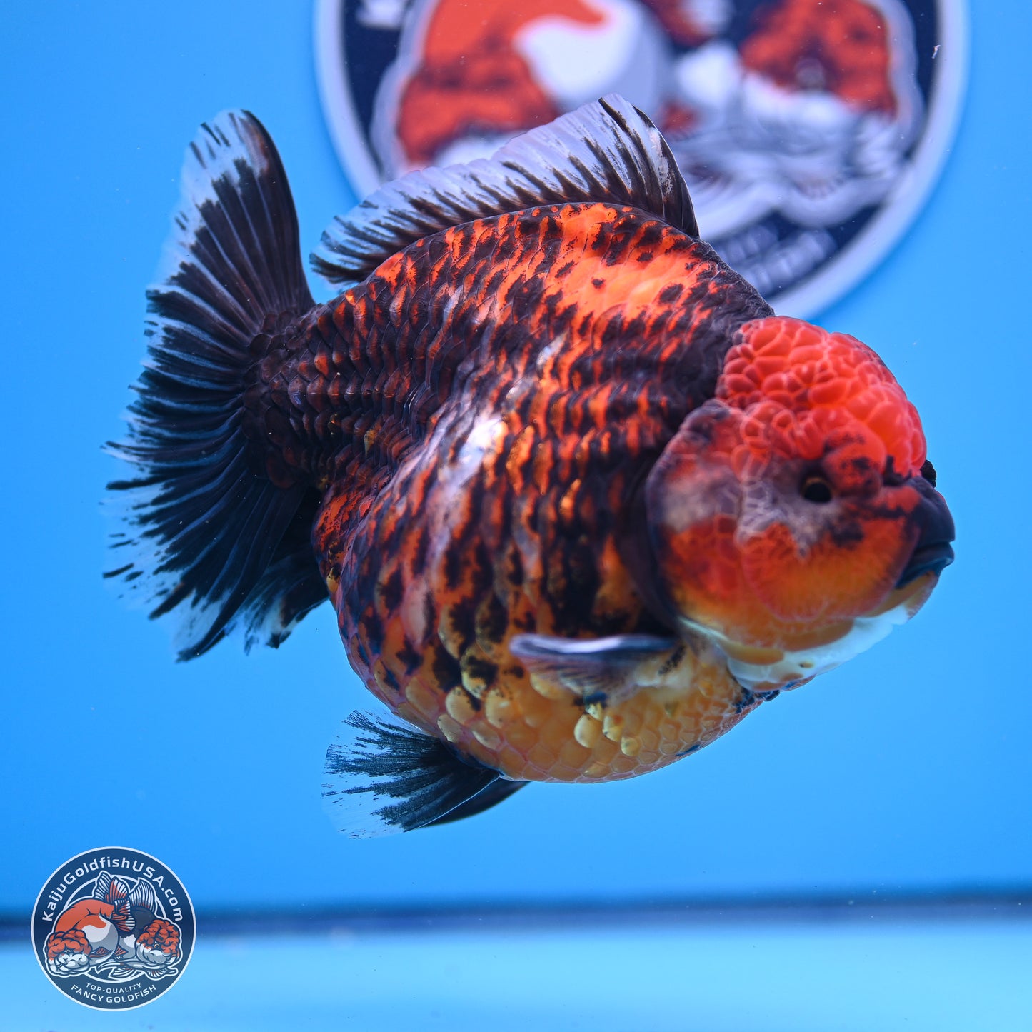 Jumbo Shogun Godzilla Red Kirin Oranda 5.2in Body (240823_OR4)- Overnight shipping only - Kaiju Goldfish USA