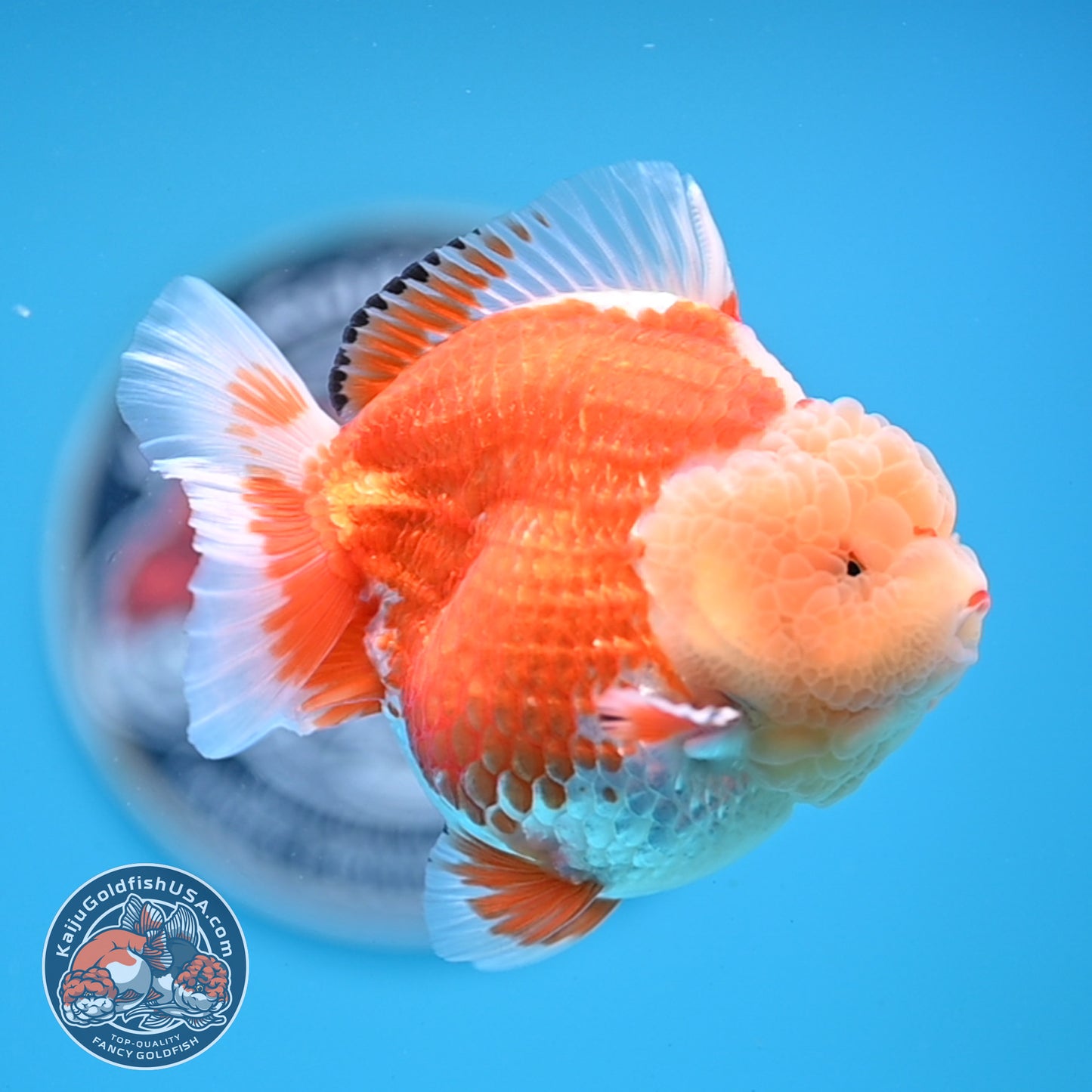 Jade Head Red White Oranda 3.5 inches Body (250523_OR04)