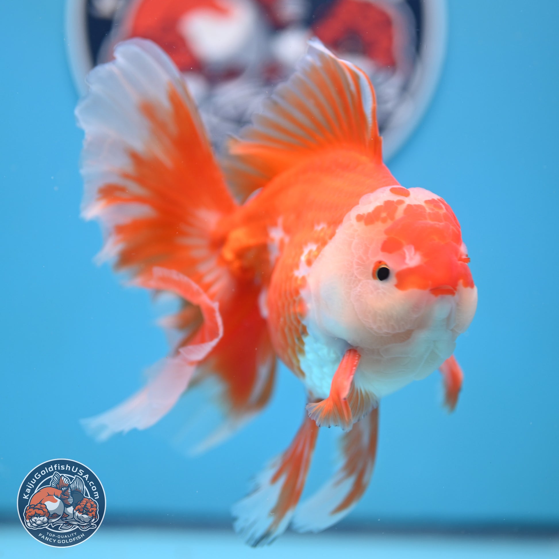 Red White Orchid Tail Oranda 4-6 inches (240906_OR04) - Kaiju Goldfish USA