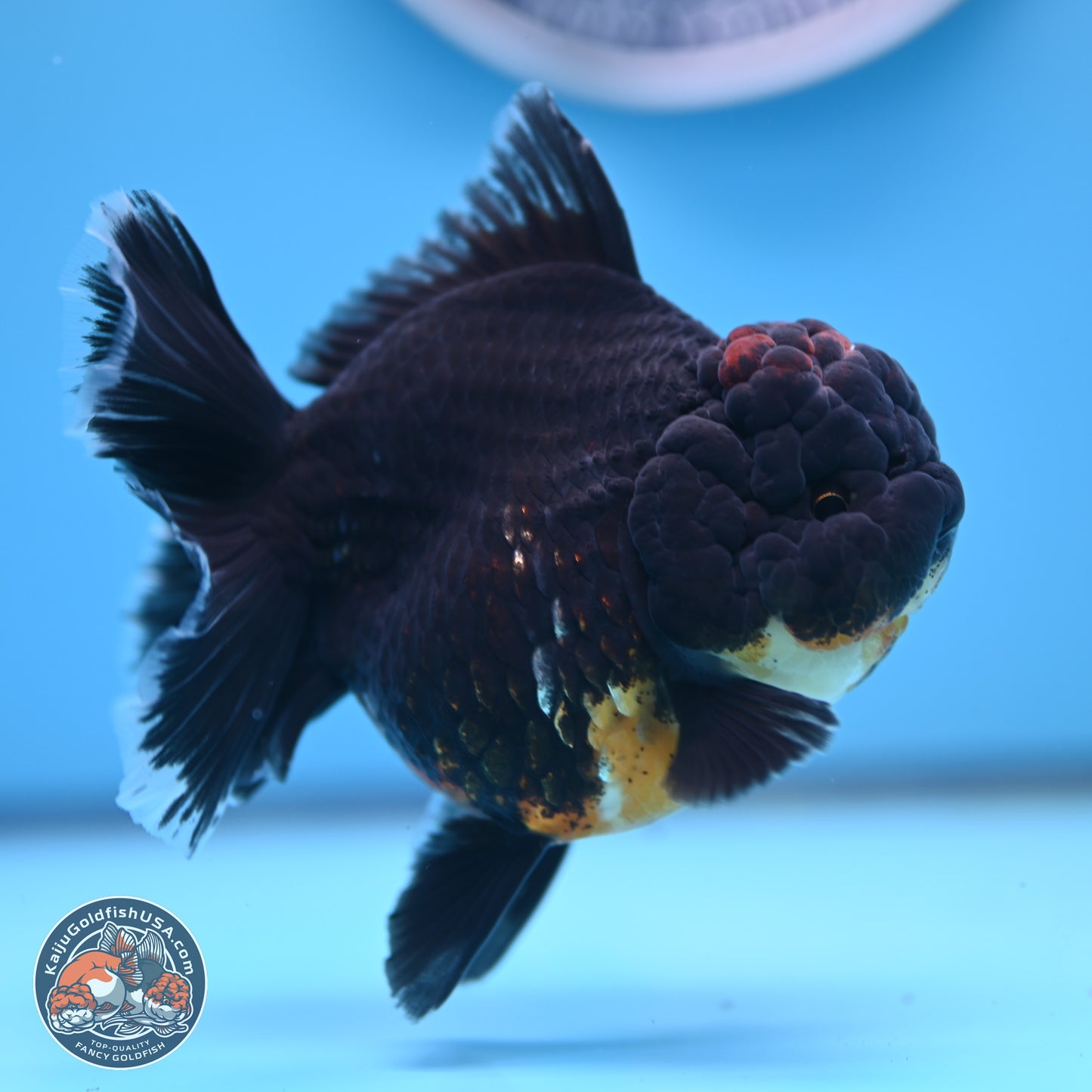 Kirin Rose Tail Oranda 4.5 inches (241101_OR04) - Kaiju Goldfish USA