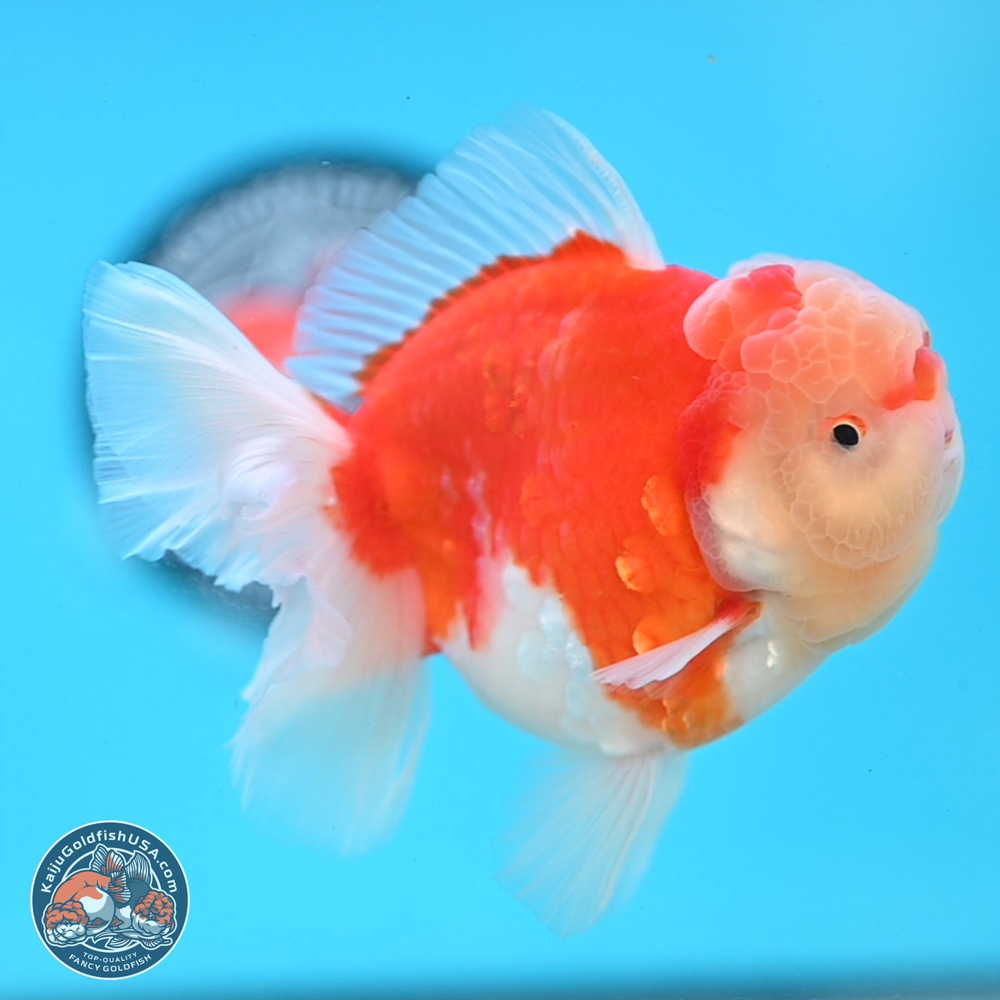 Sakura Rose Tail Oranda 3.5 inches Body - Male (250214_OR04)