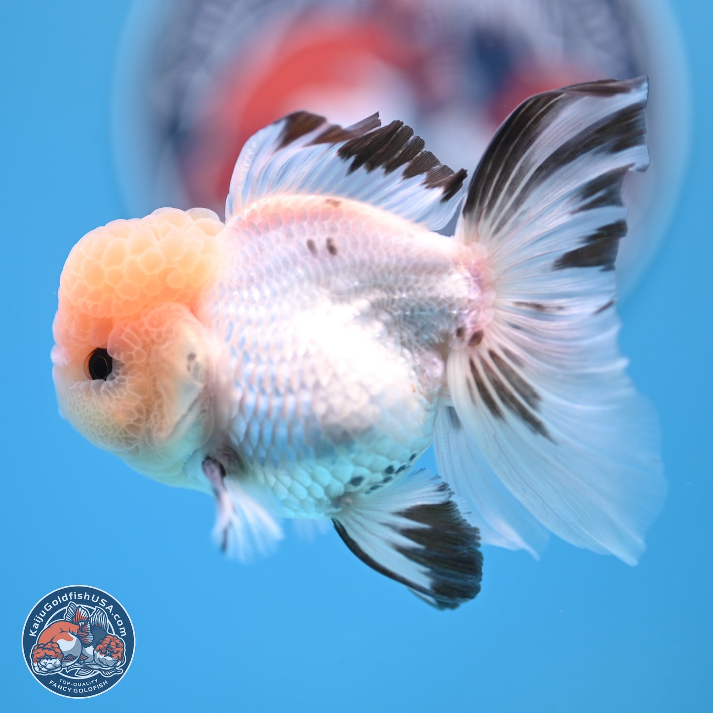 Panda Rose Tail Oranda 3.8 inches (241018_OR04)