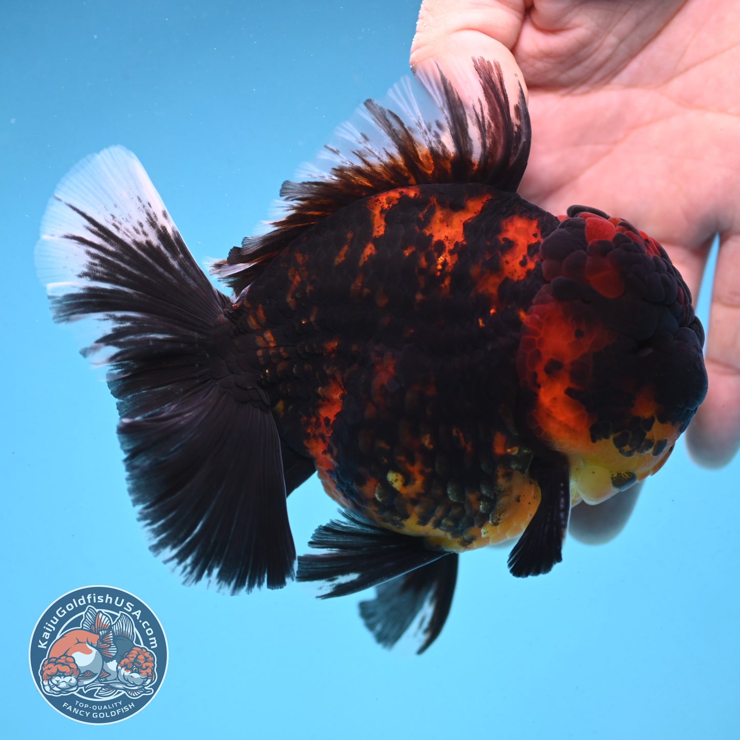 Heavy Ink Rose Tail Tiger Oranda 4 inch Body (250912_OR04)