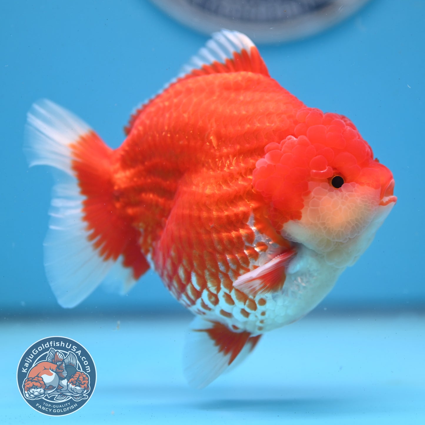 Red White YuanBao Oranda 4 inches Body (250509_OR04)