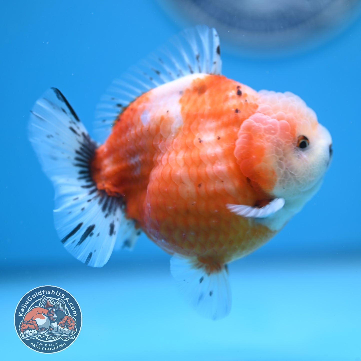Shogun Tricolor Sakura Oranda 3.8 inches Body (250606_OR04)