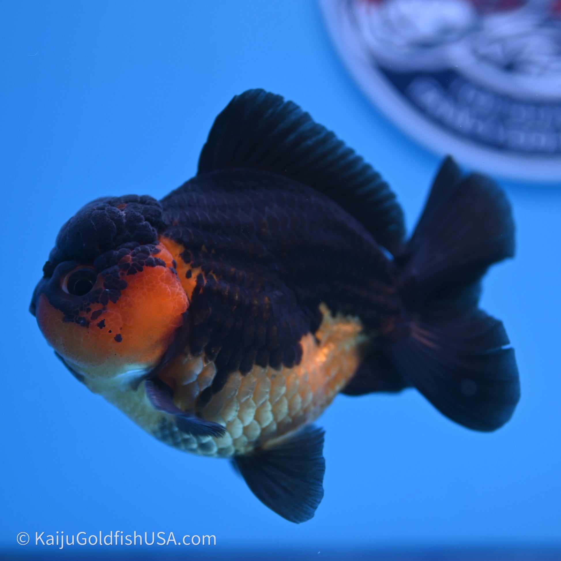 Shogun Godzilla Apache Oranda 3.5in Body (240719_OR04) - Kaiju Goldfish USA