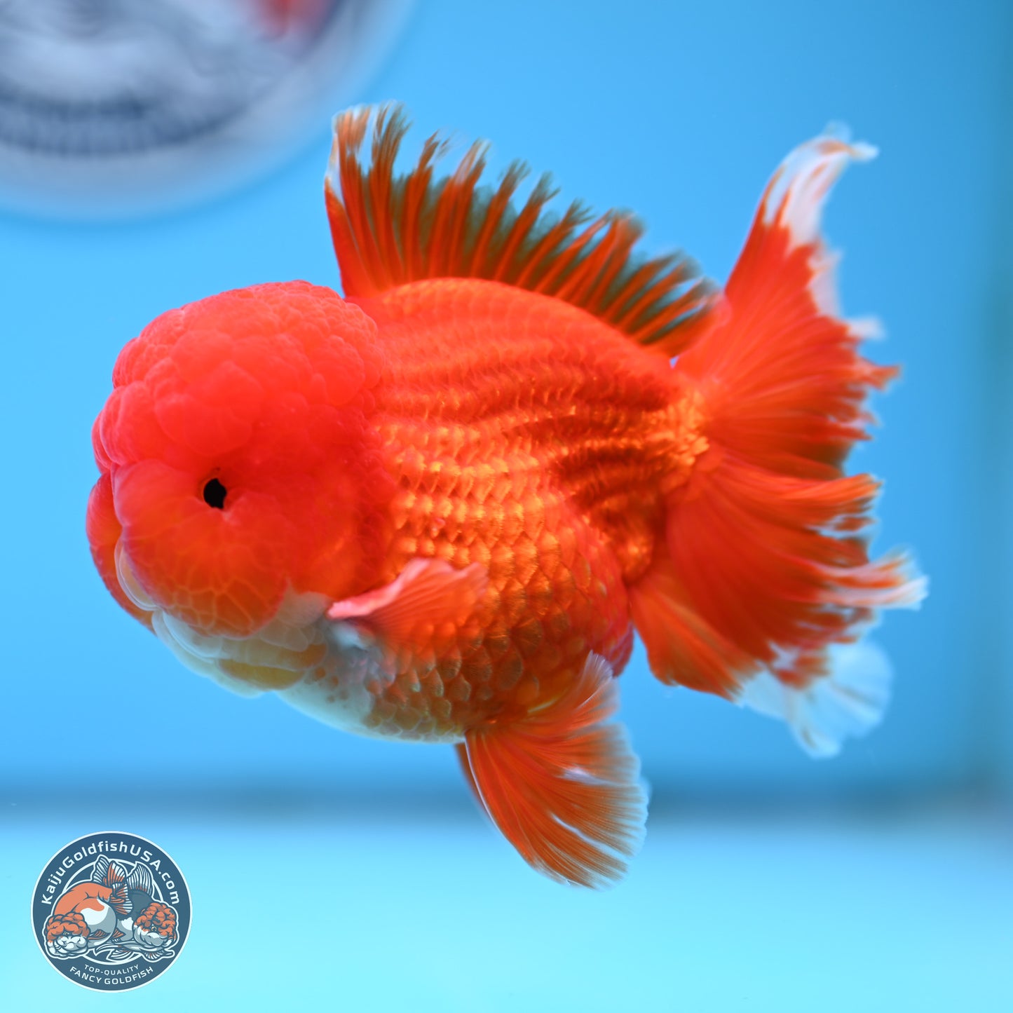 Red White Rose Tail Oranda 3.5 inches Body - Male (250314_OR04)
