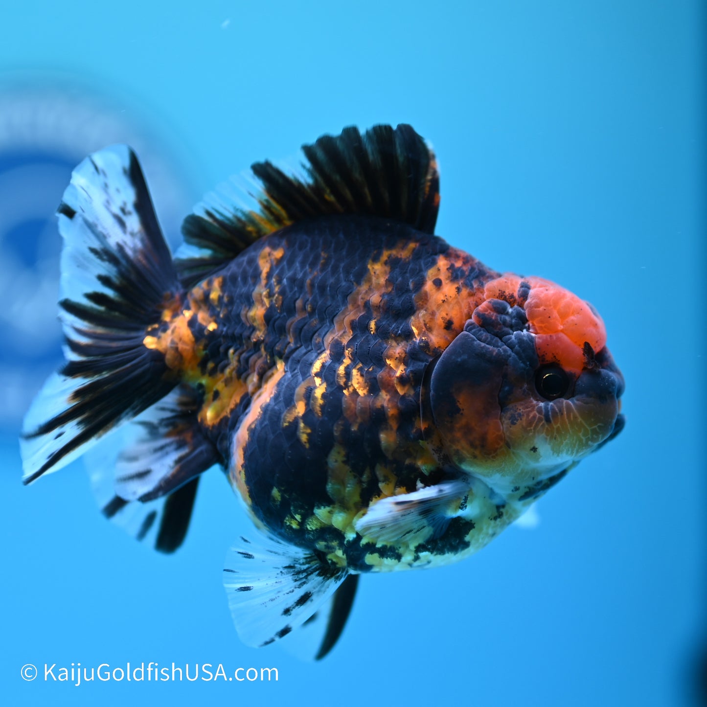 Tiger YuanBao Oranda 4 inches (240517_OR04) - Kaiju Goldfish USA