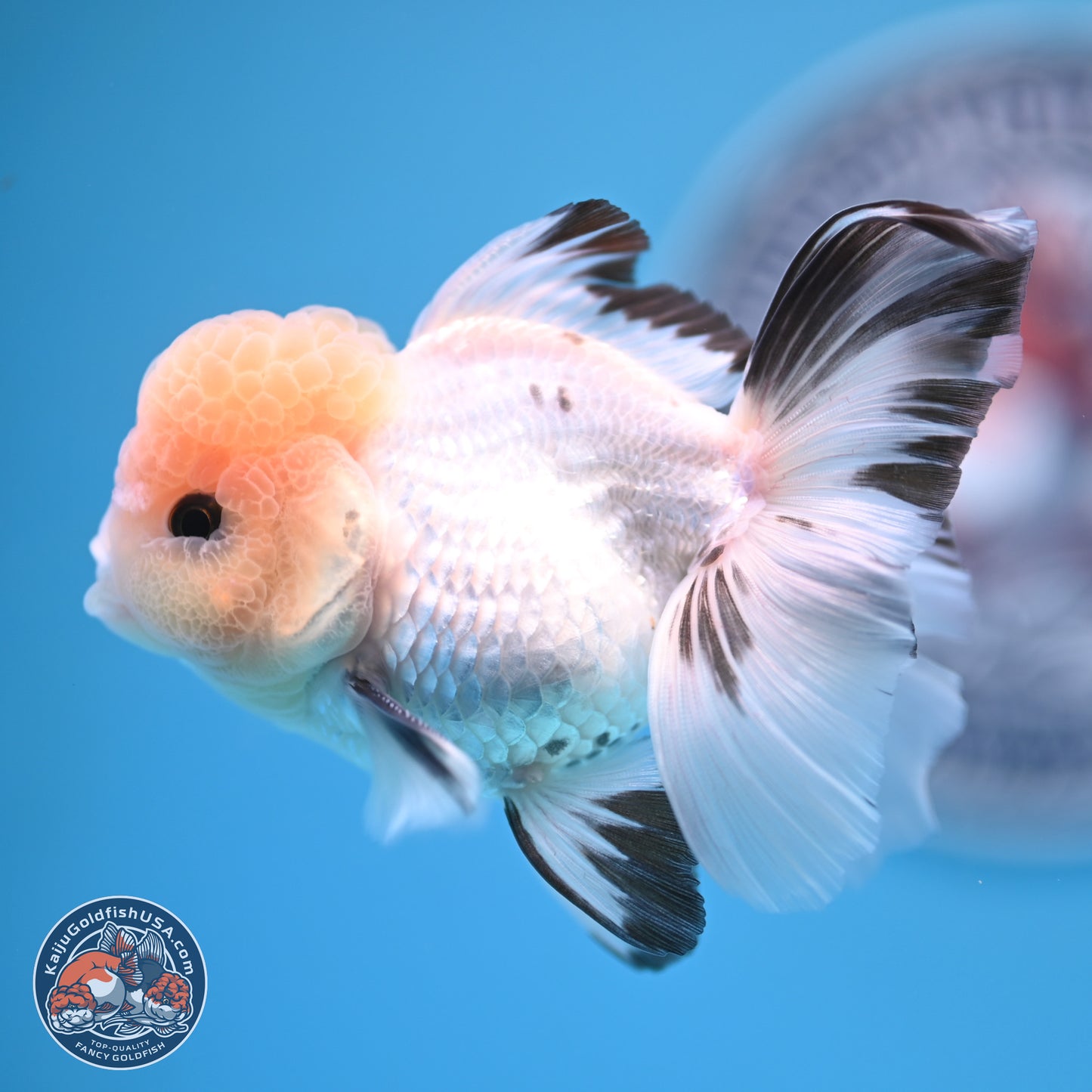 Panda Rose Tail Oranda 3.8 inches (241018_OR04)