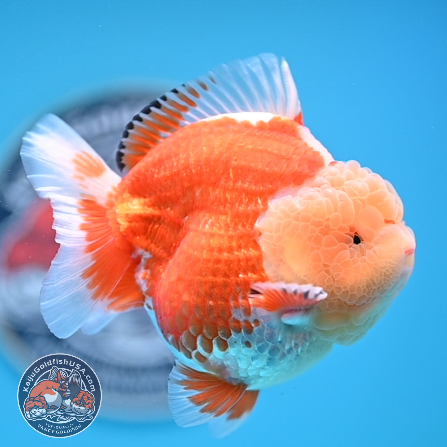 Jade Head Red White Oranda 3.5 inches Body (250523_OR04)