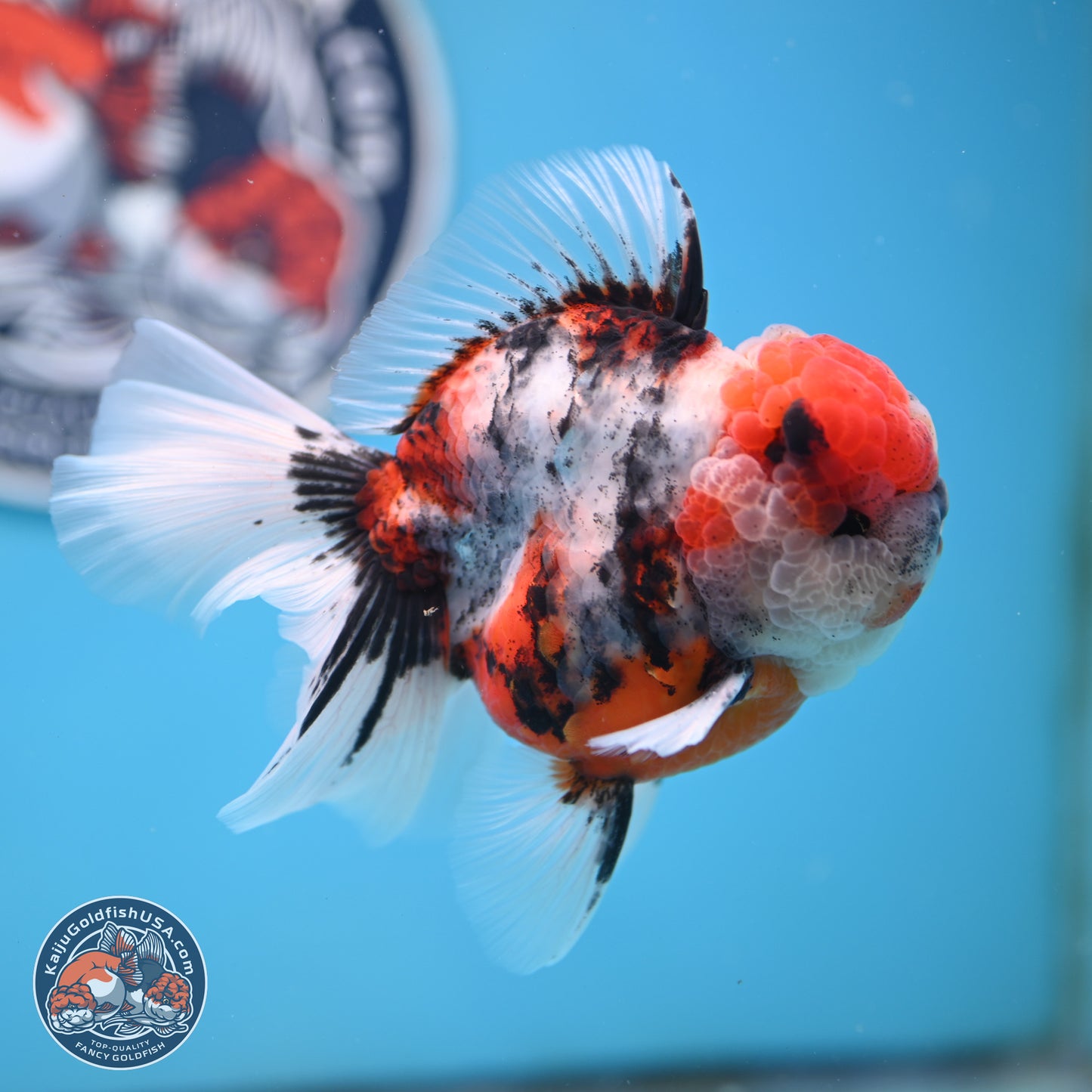 Tricolor Tiger Rose Tail Oranda 3.5 inches Body - Male (250404_OR04)