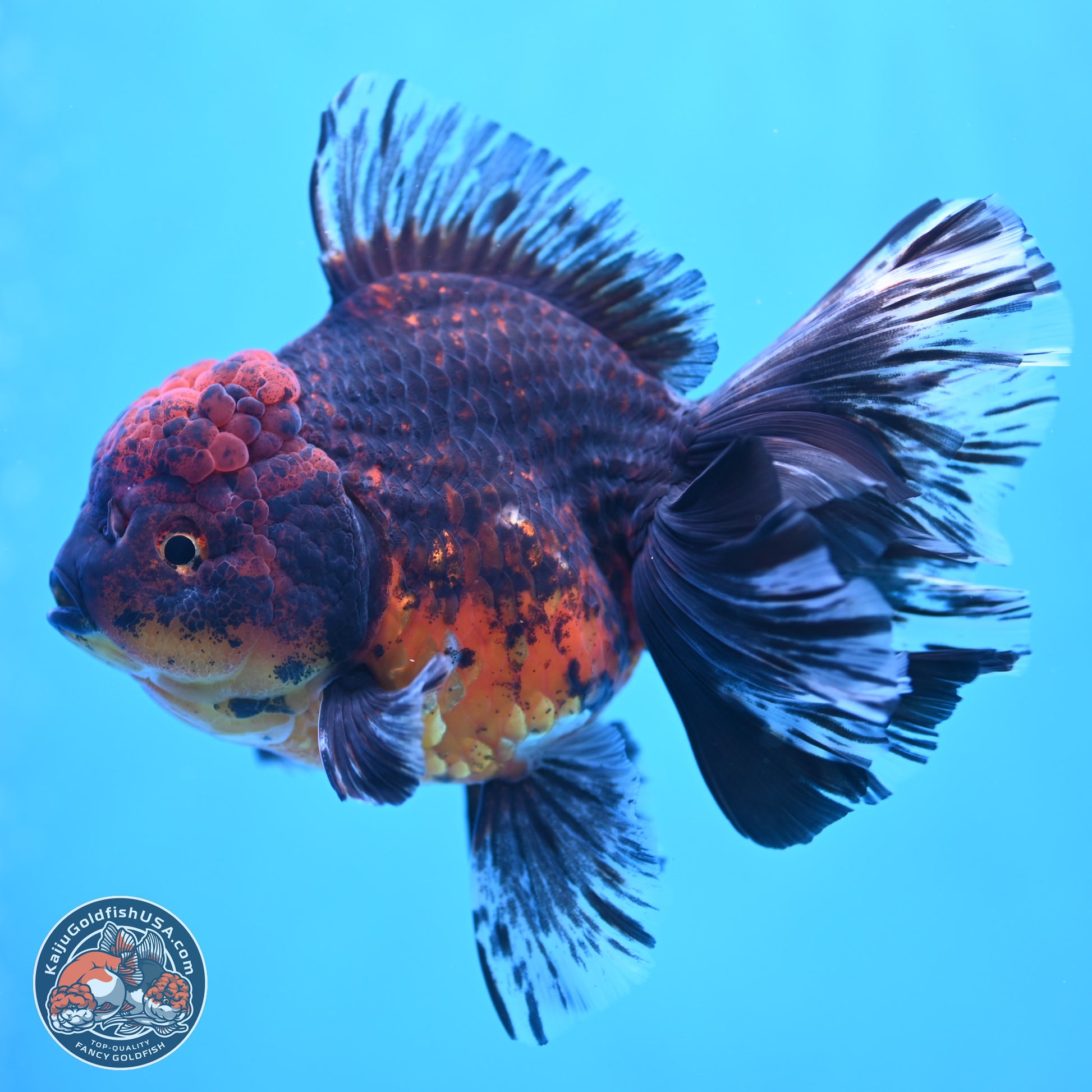 Red Kirin Rose Tail Oranda 6 inches - Male (241115_OR04) - Kaiju Goldfish USA