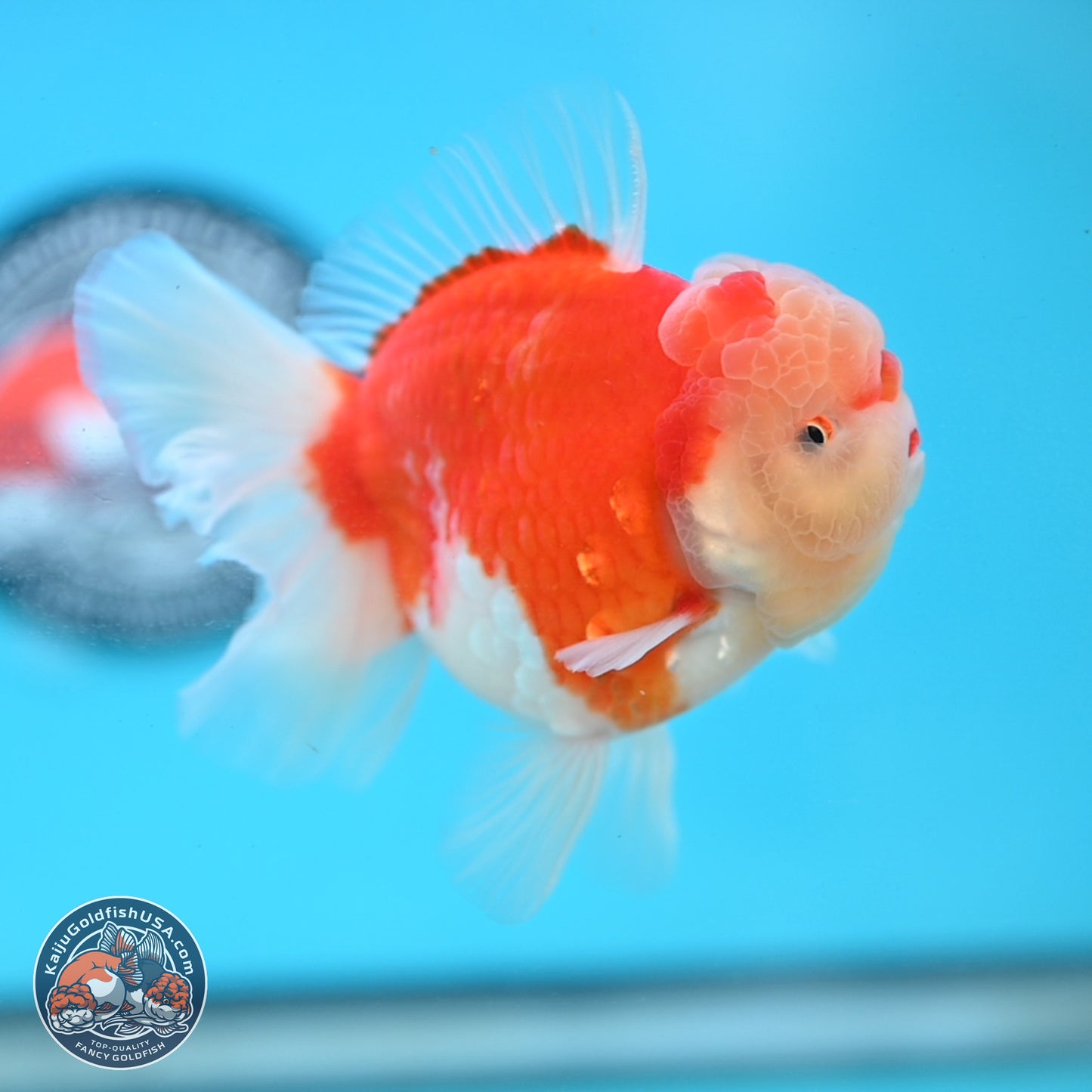 Sakura Rose Tail Oranda 3.5 inches Body - Male (250214_OR04)