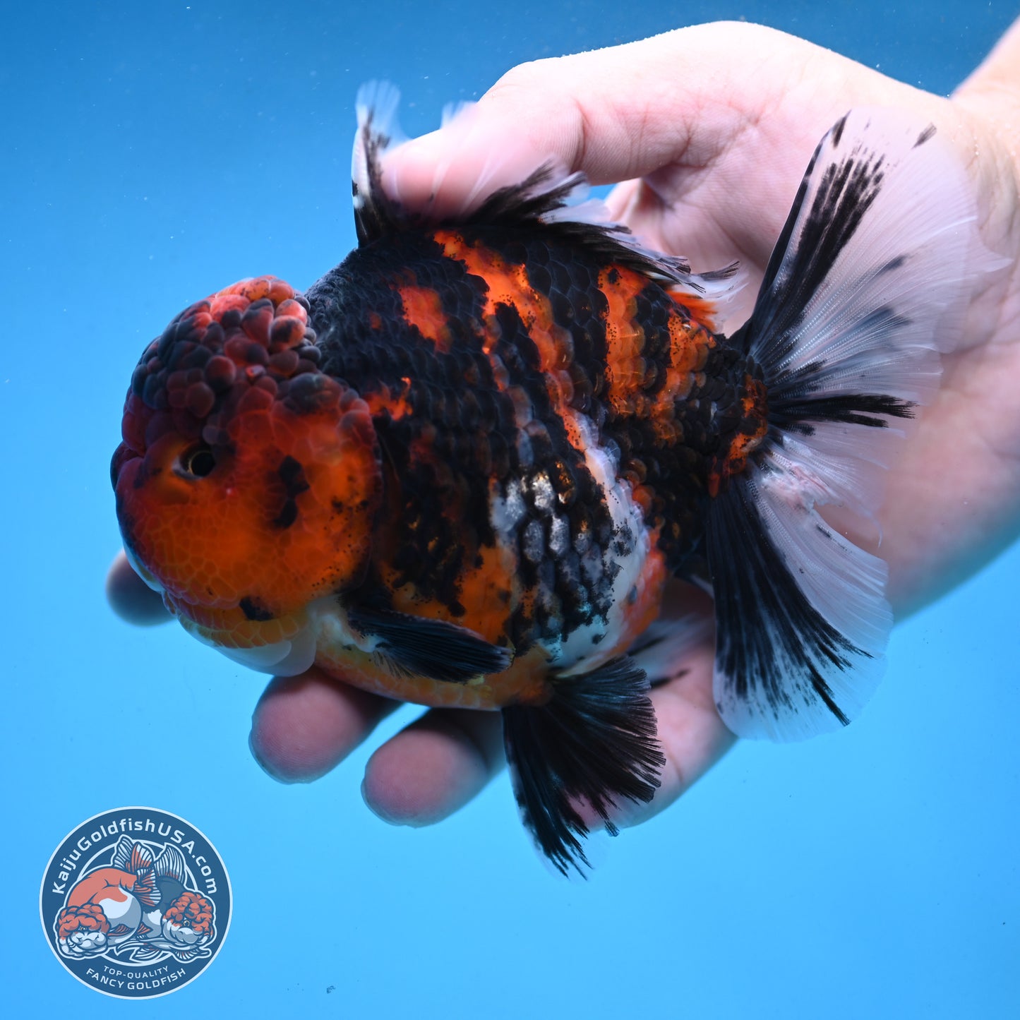 Tiger Oranda 4 inch Body (250926_OR04) - READ DESCRIPTION