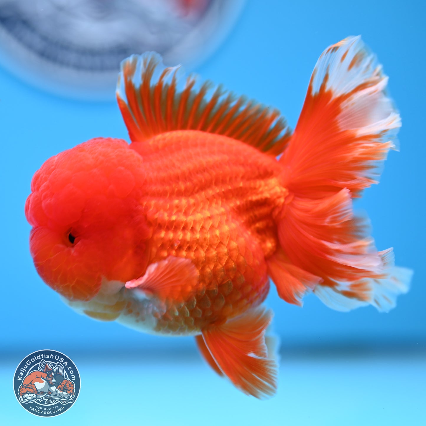 Red White Rose Tail Oranda 3.5 inches Body - Male (250314_OR04)