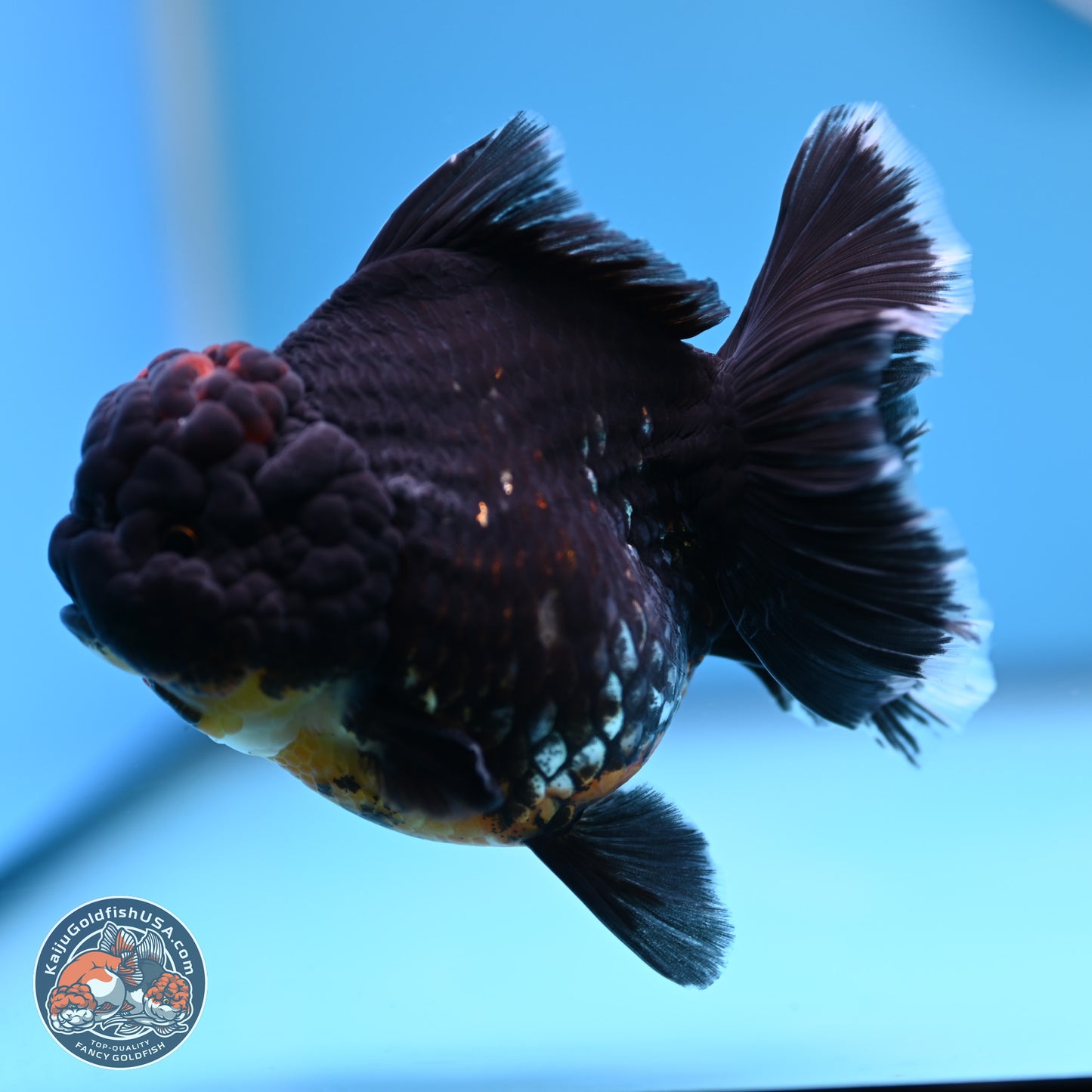 Kirin Rose Tail Oranda 4.5 inches (241101_OR04) - Kaiju Goldfish USA