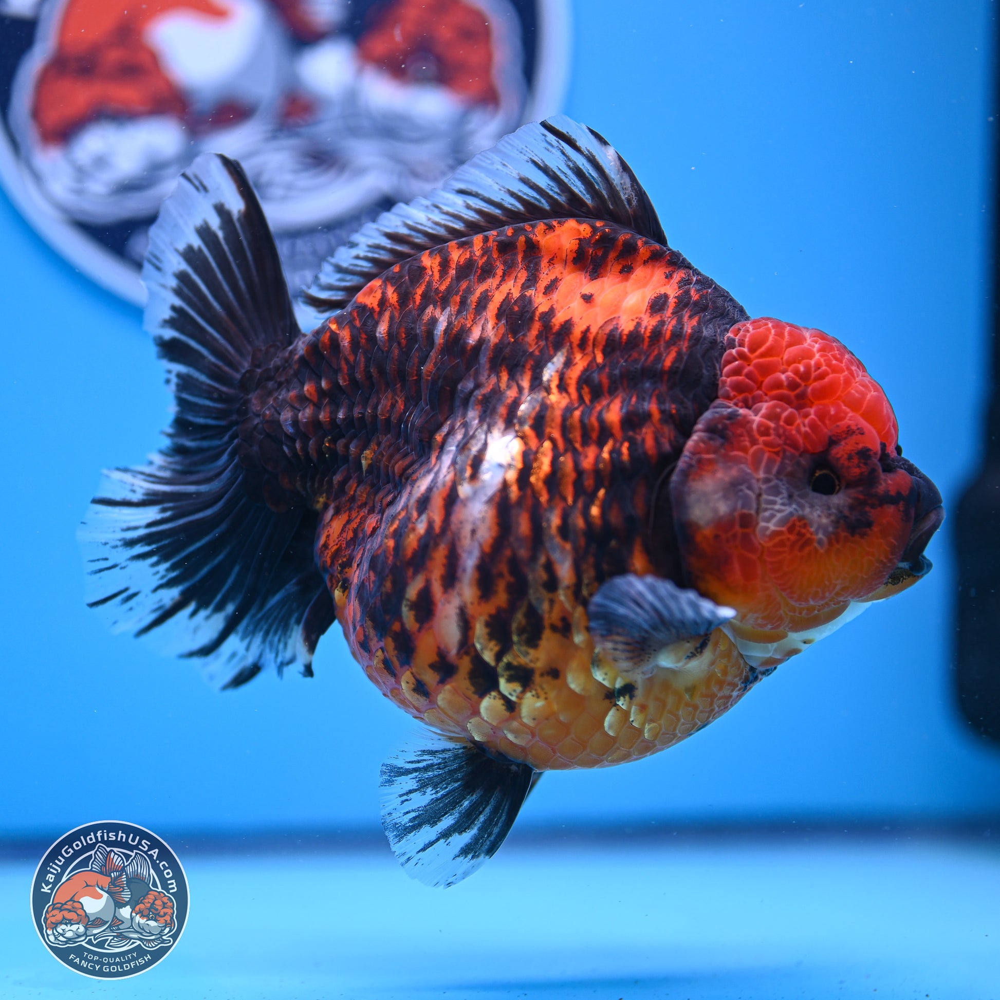 Jumbo Shogun Godzilla Red Kirin Oranda 5.2in Body (240823_OR4)- Overnight shipping only - Kaiju Goldfish USA