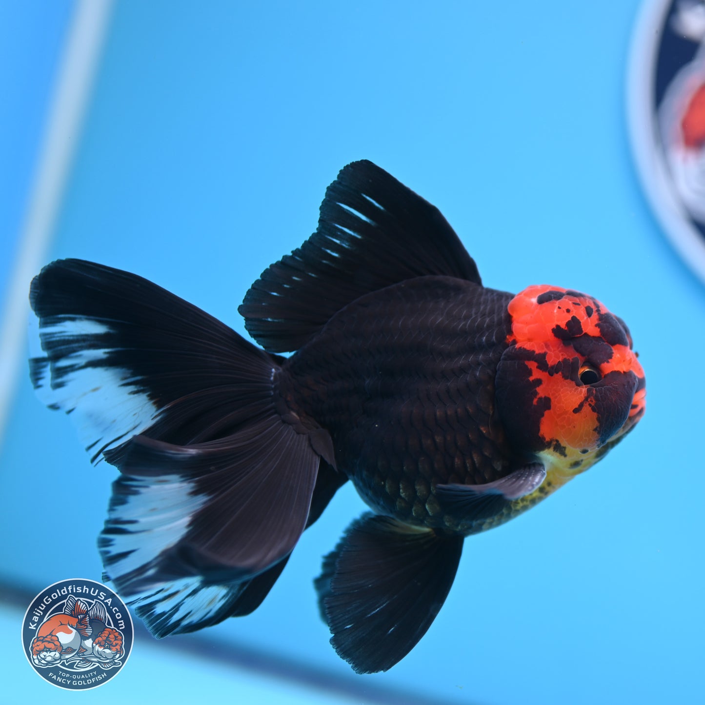 Red Head Black Body Orchid Tail Oranda 3.25in Body (240830_OR04) - Kaiju Goldfish USA