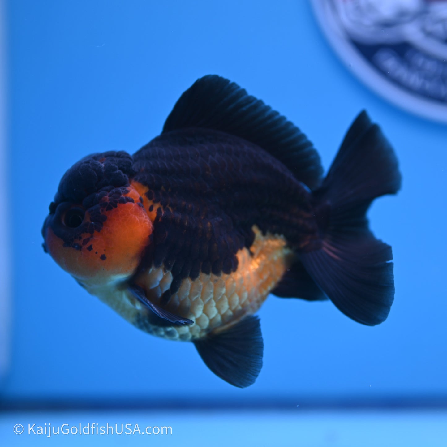 Shogun Godzilla Apache Oranda 3.5in Body (240719_OR04) - Kaiju Goldfish USA