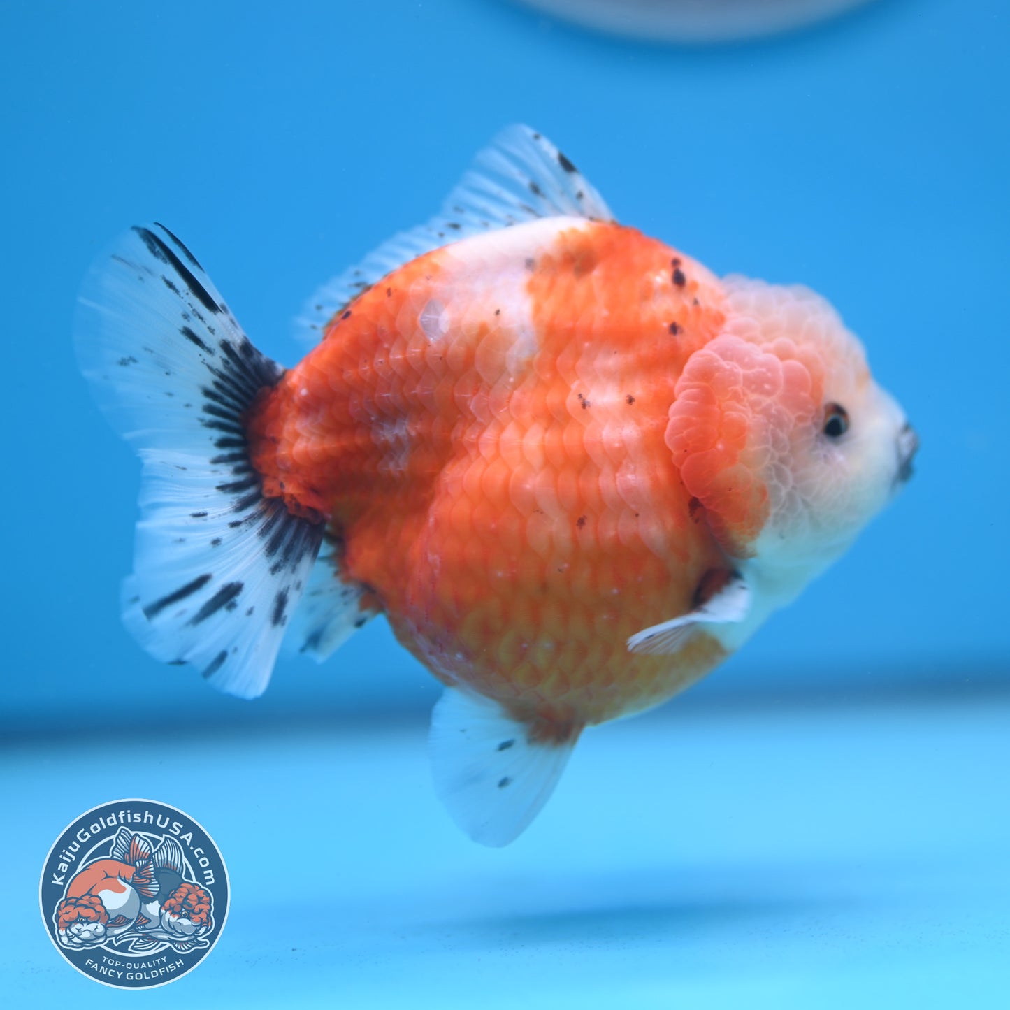 Shogun Tricolor Sakura Oranda 3.8 inches Body (250606_OR04)