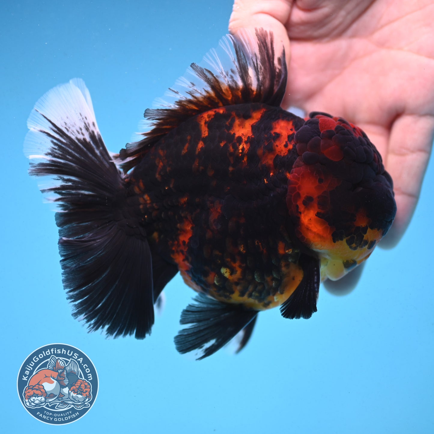 Heavy Ink Rose Tail Tiger Oranda 4 inch Body (250912_OR04)